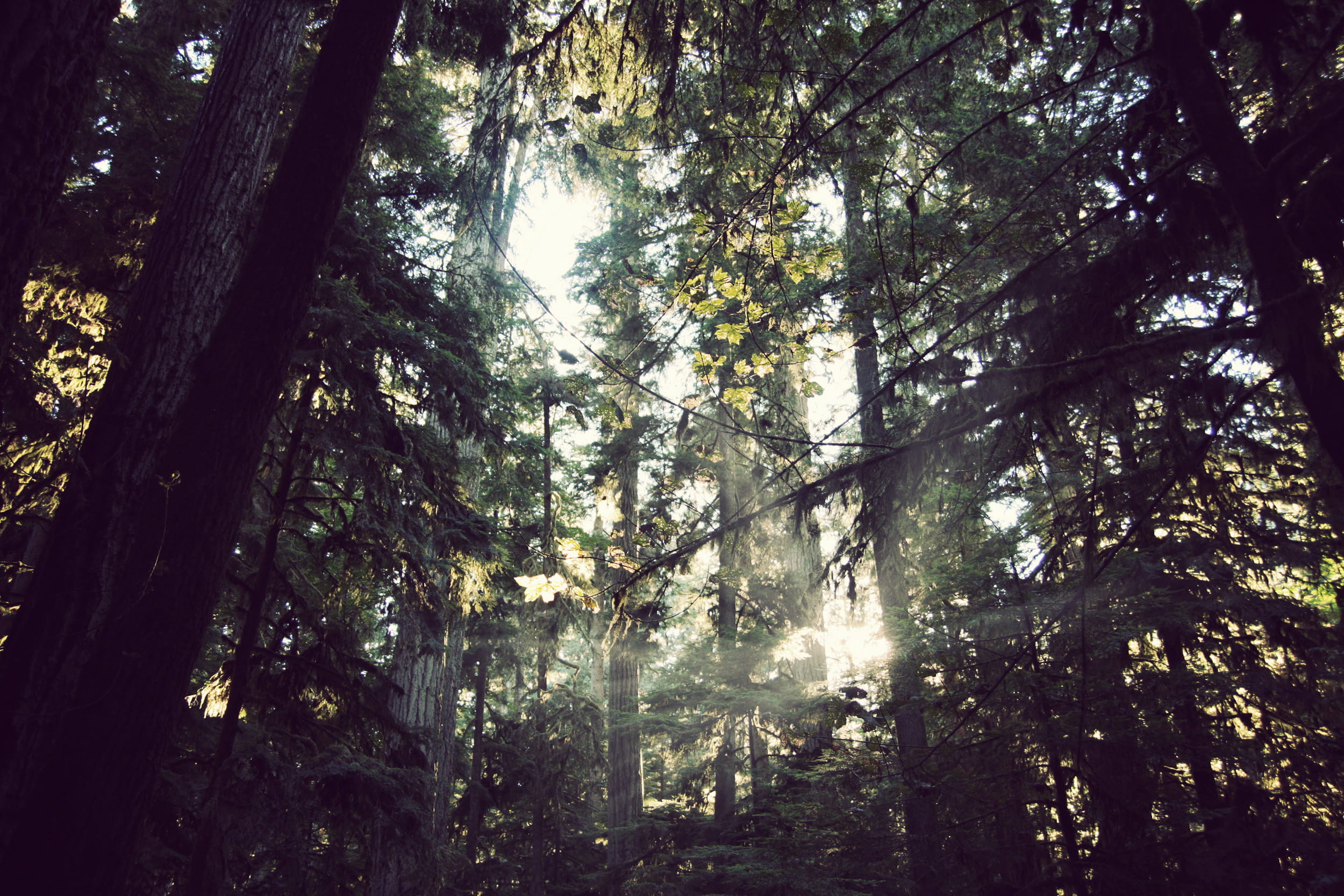 cathedral grove, tree trunk, growth, canada, plant, douglas fir, vancouver island, sunlight, beauty in nature, low angle view, nature, outdoors, sunbeam, HD Wallpaper
