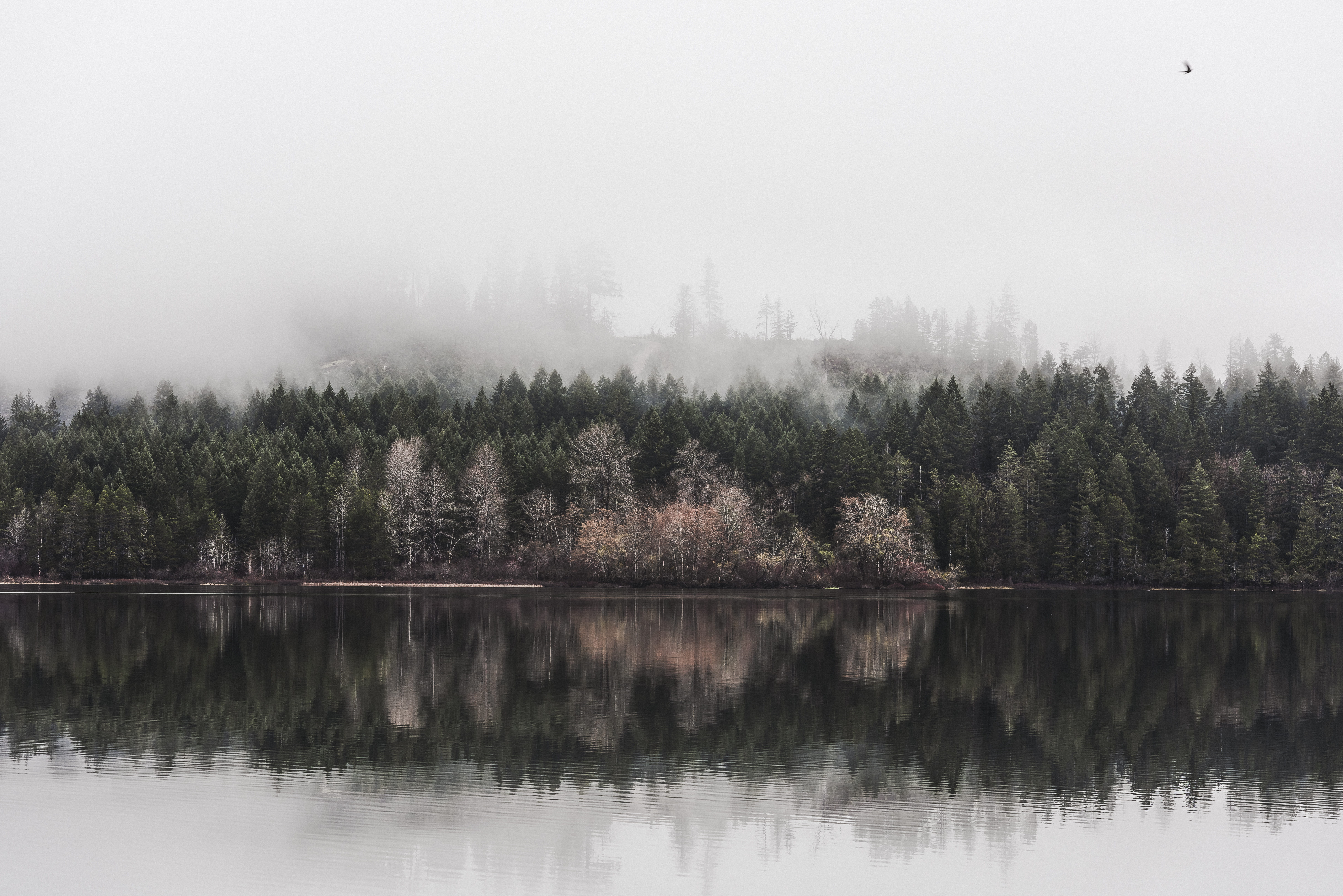 idyllic, beach, nature, land, non-urban scene, no people, beauty in nature, sky, mirror, environment, water, 8K, sproat lake, mist, vancouver island, fog, HD Wallpaper
