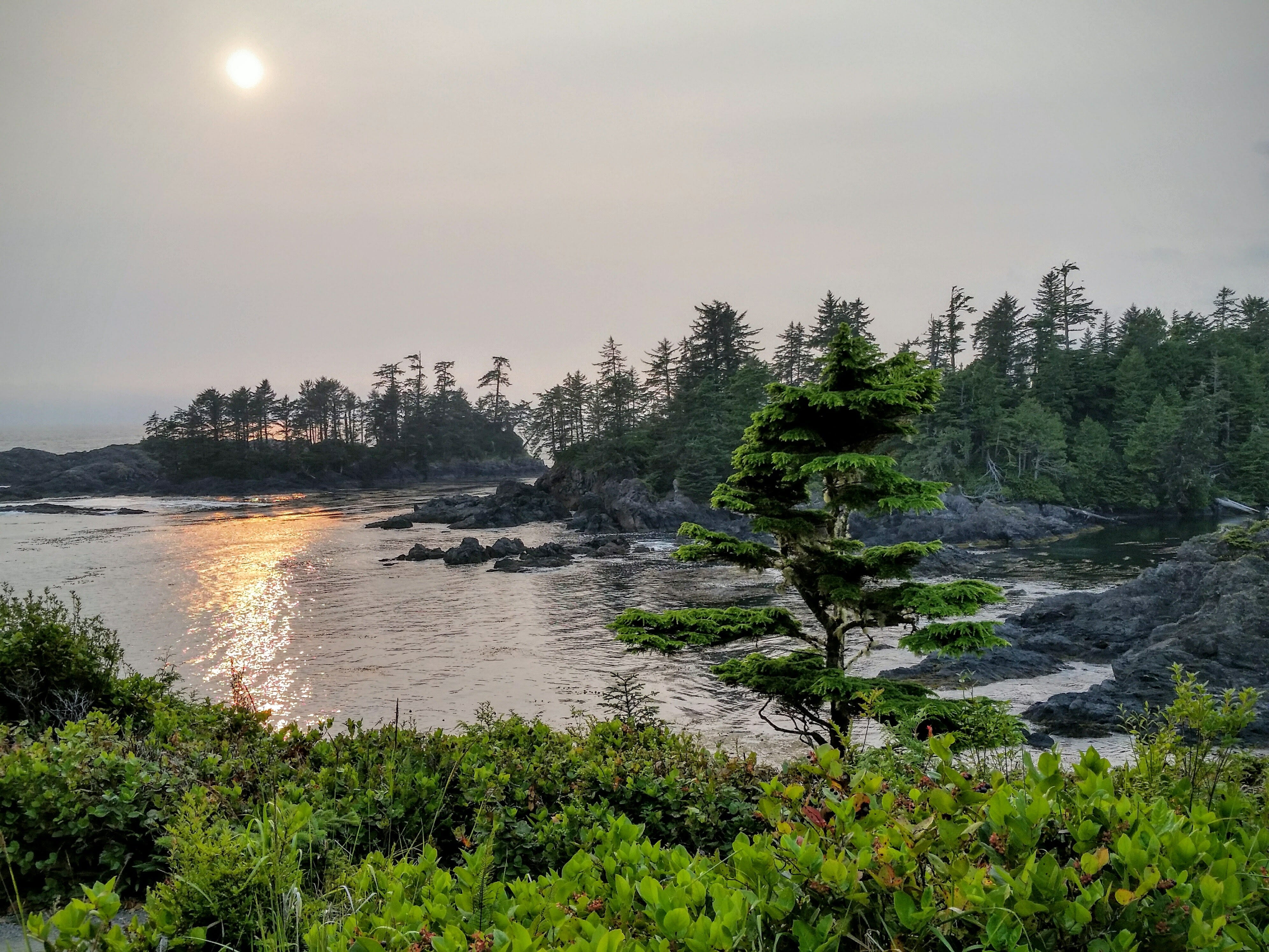 plant, tranquil scene, sky, tree, beauty in nature, uclulet, nature, british columbia, river, no people, water, power in nature, idyllic, land, outdoors, HD Wallpaper