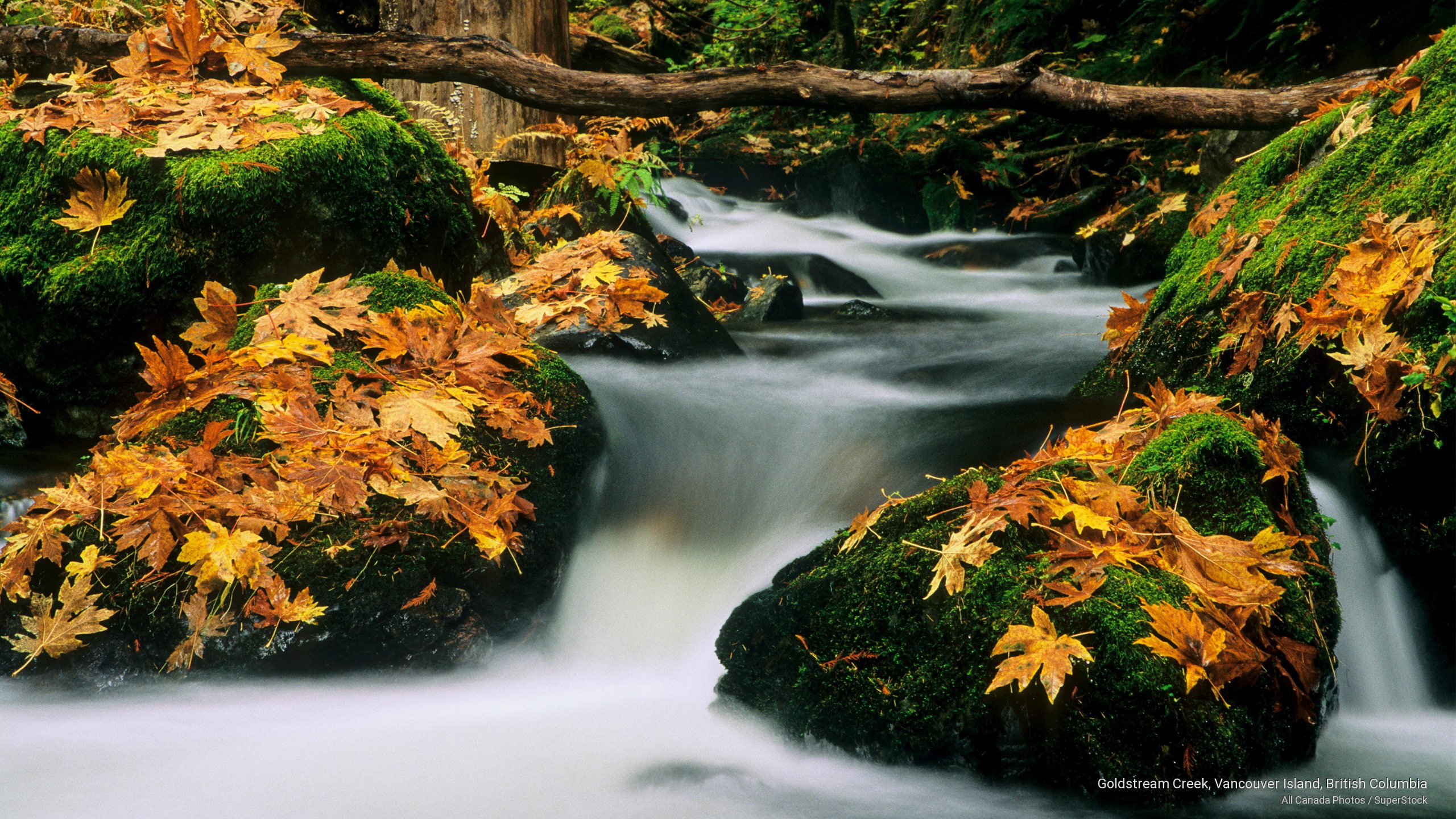 creek, goldstream, british, columbia, vancouver, island, Fall, 2K, HD Wallpaper
