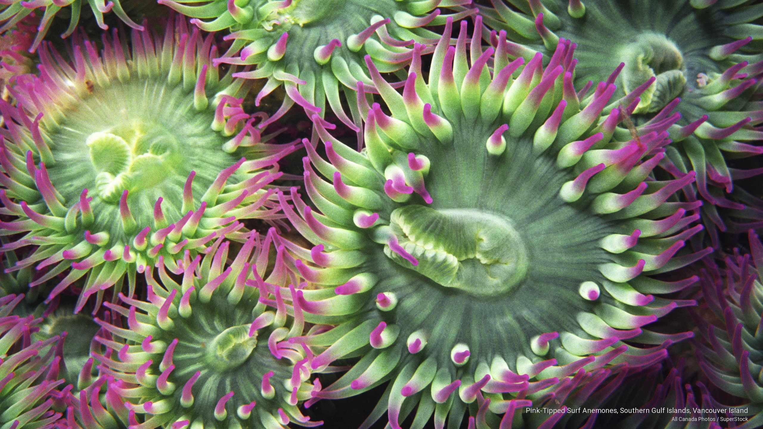 Ocean Life, vancouver, gulf, anemones, 2K, islands, tipped, island, pink, southern, surf, HD Wallpaper