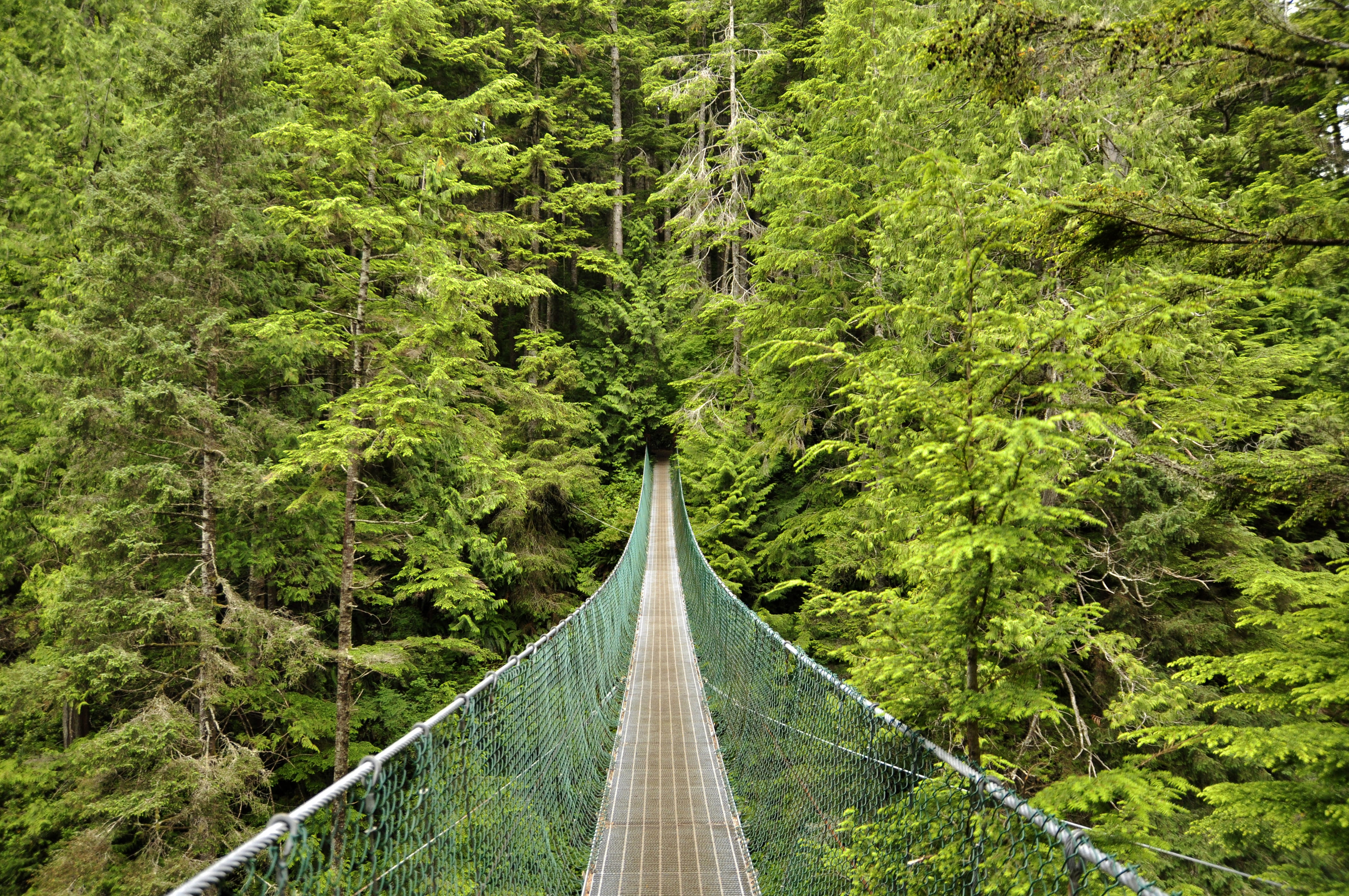 trail, connection, view, the way forward, Island, alone, woodland, land, bridge, scenics - nature, lush foliage, beauty in nature, tree, no people, foliage, HD Wallpaper