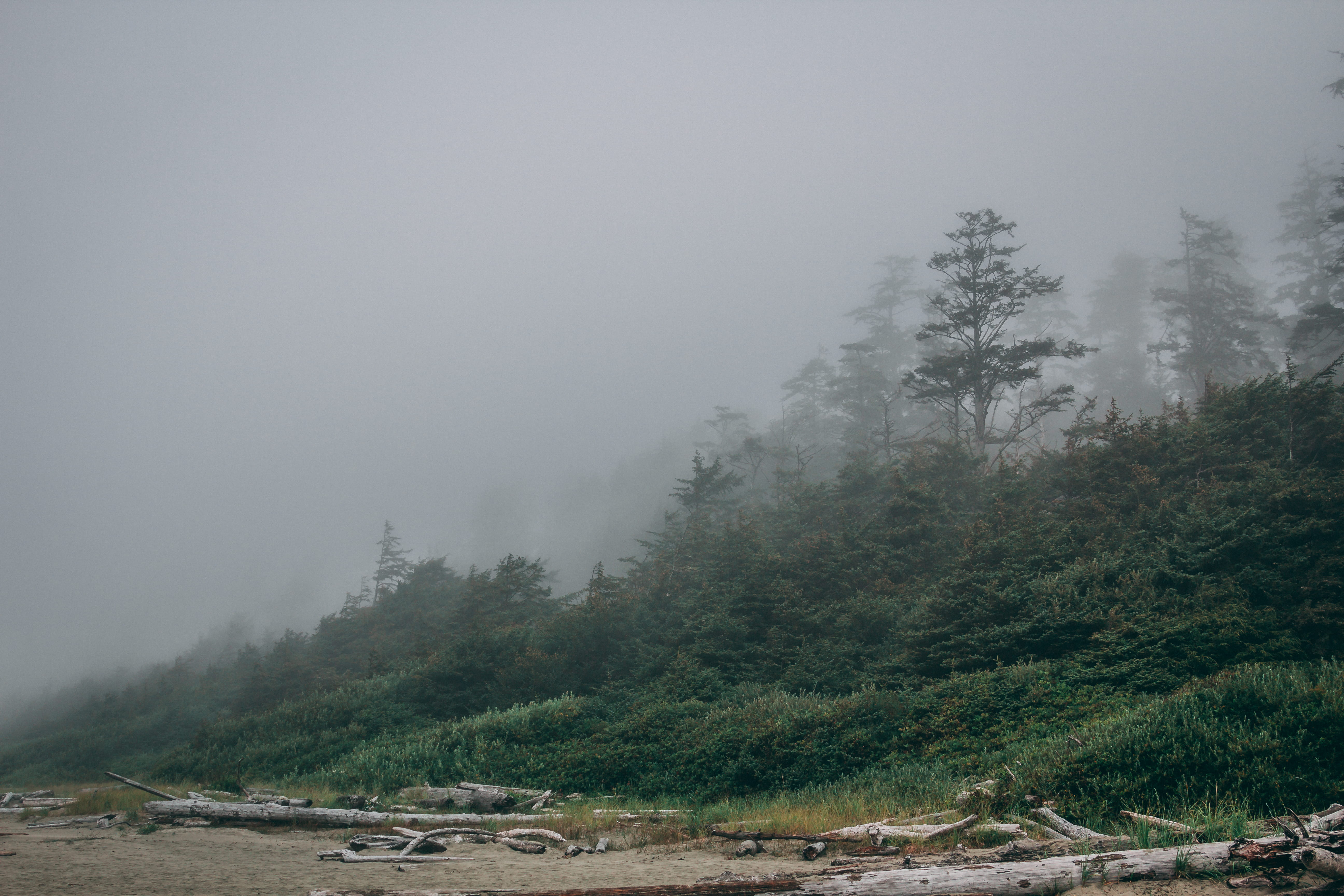 scenics - nature, non-urban scene, sand, sky, no people, day, transportation, tranquility, green, drift wood, remote, canada, forest, landscape, outdoors, HD Wallpaper
