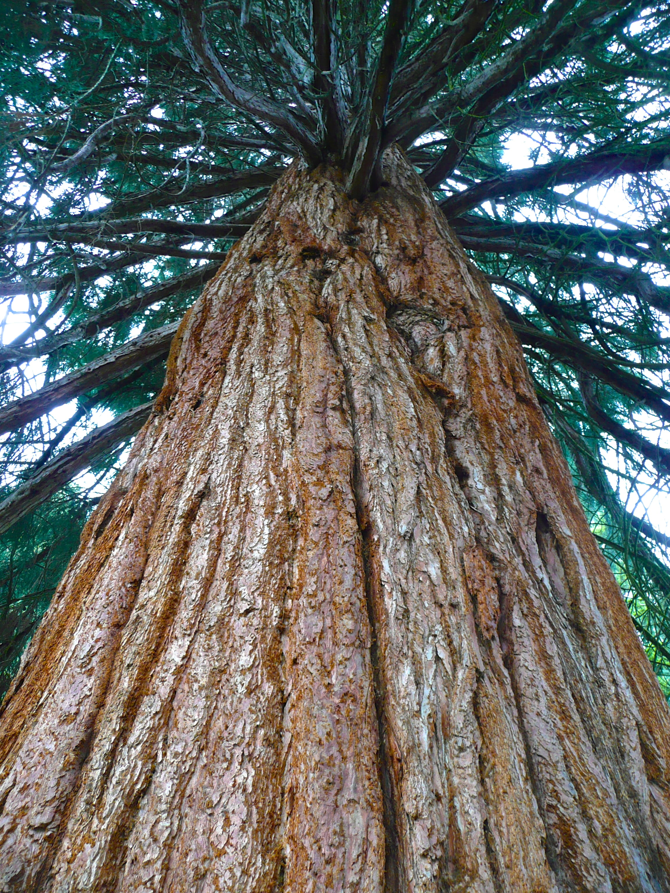 growth, low angle view, tree trunk, land, directly below, forest, trunk, 2K, nature, day, tranquility, tofino, bc, close-up, plant, outdoors, canada, textured, Phone HD Wallpaper