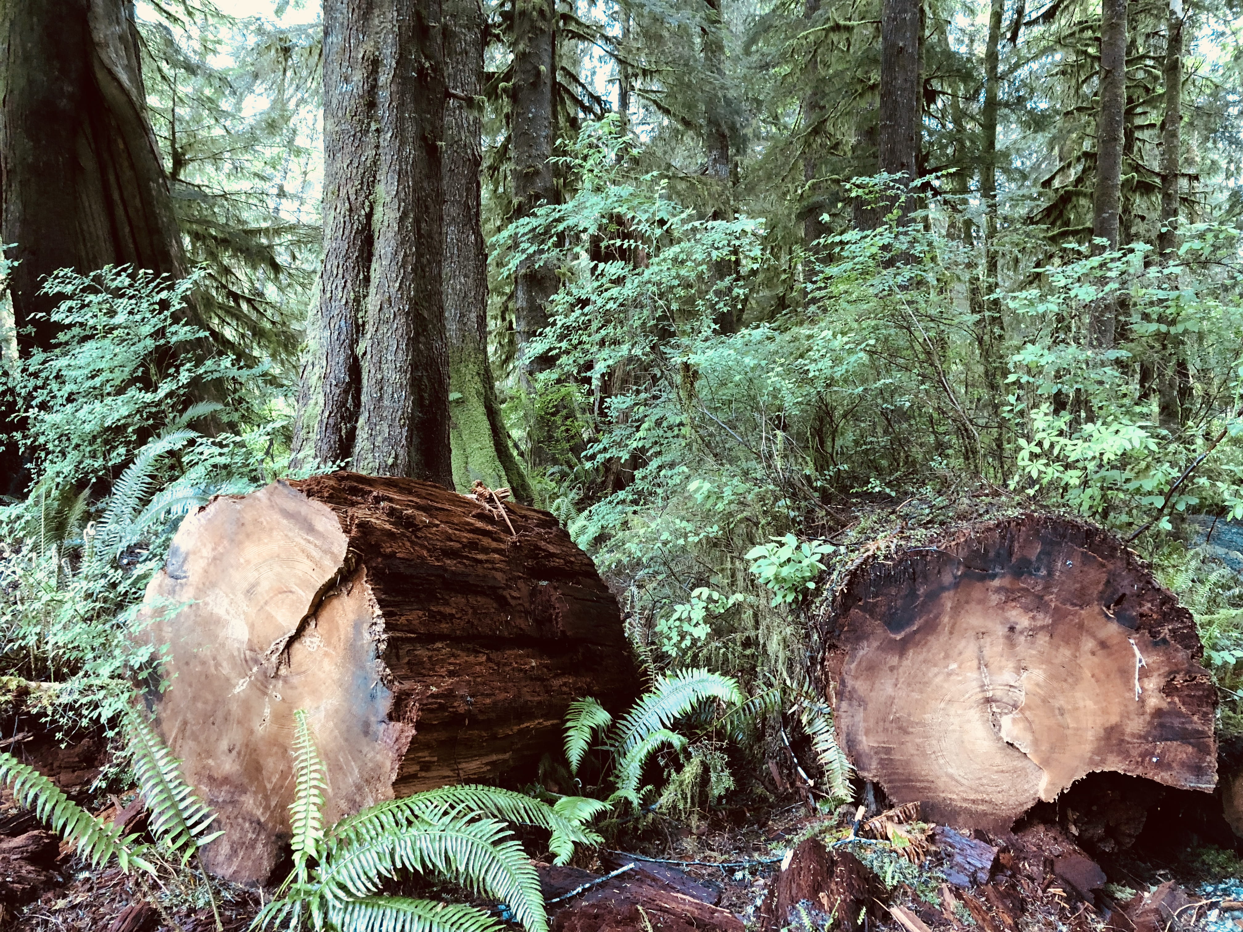 tofino, trees, clayoquot, growth, tranquility, trunk, deforestation, clayoquot wilderness resort, no people, beauty in nature, woodland, lumber industry, HD Wallpaper