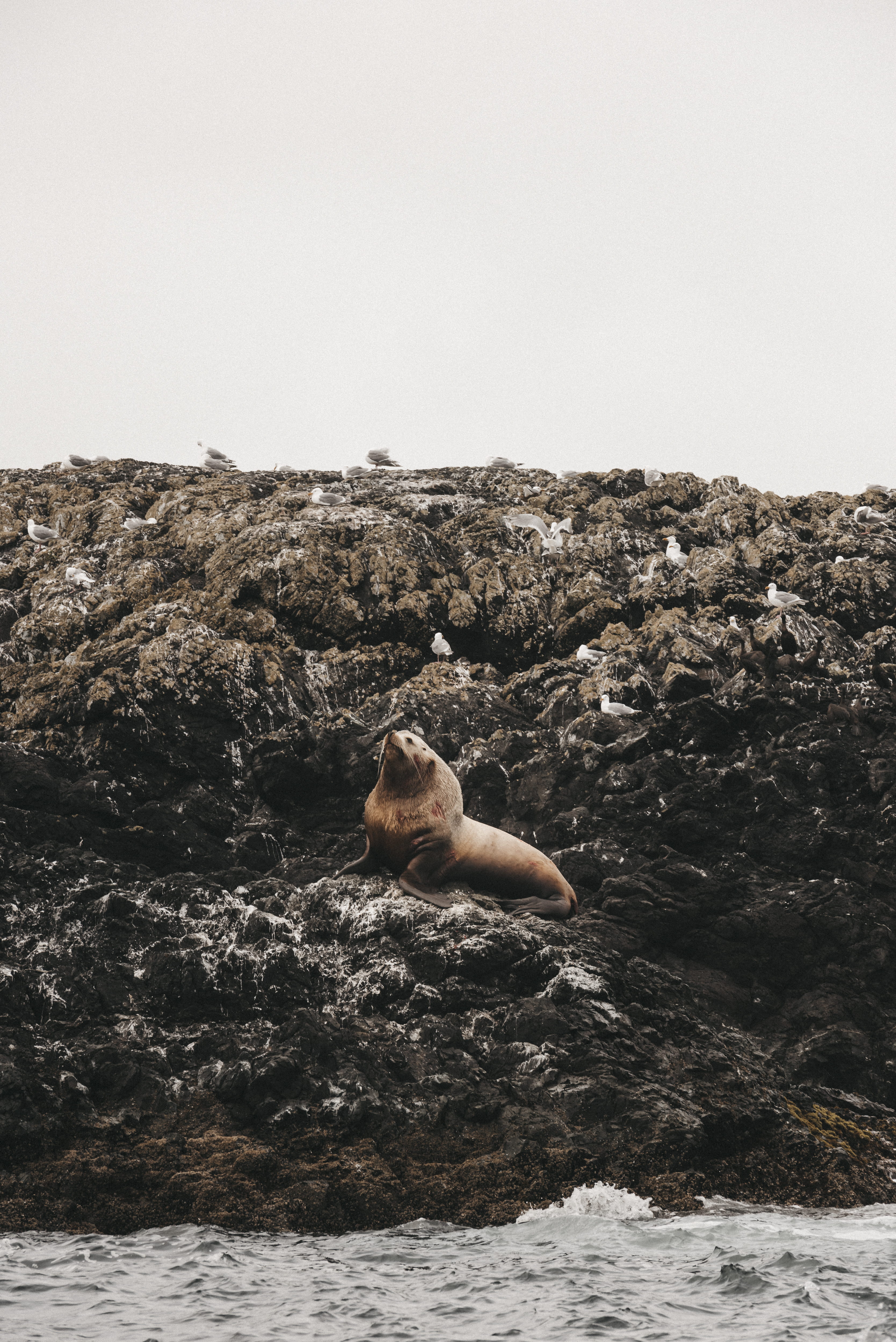 nature, water, vancouverisland, sky, explore, lifestyles, tofino, rock - object, wildlife, beauty in nature, day, one animal, solid, seal, real people, Phone HD Wallpaper