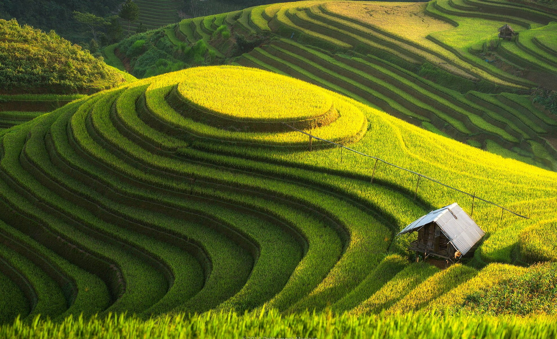 1080P, rural scene, gardening, agriculture, terrace, field, grass, rice paddy, hills, terraced field, nature, no people, rice, plantation, rice - cereal plant, HD Wallpaper