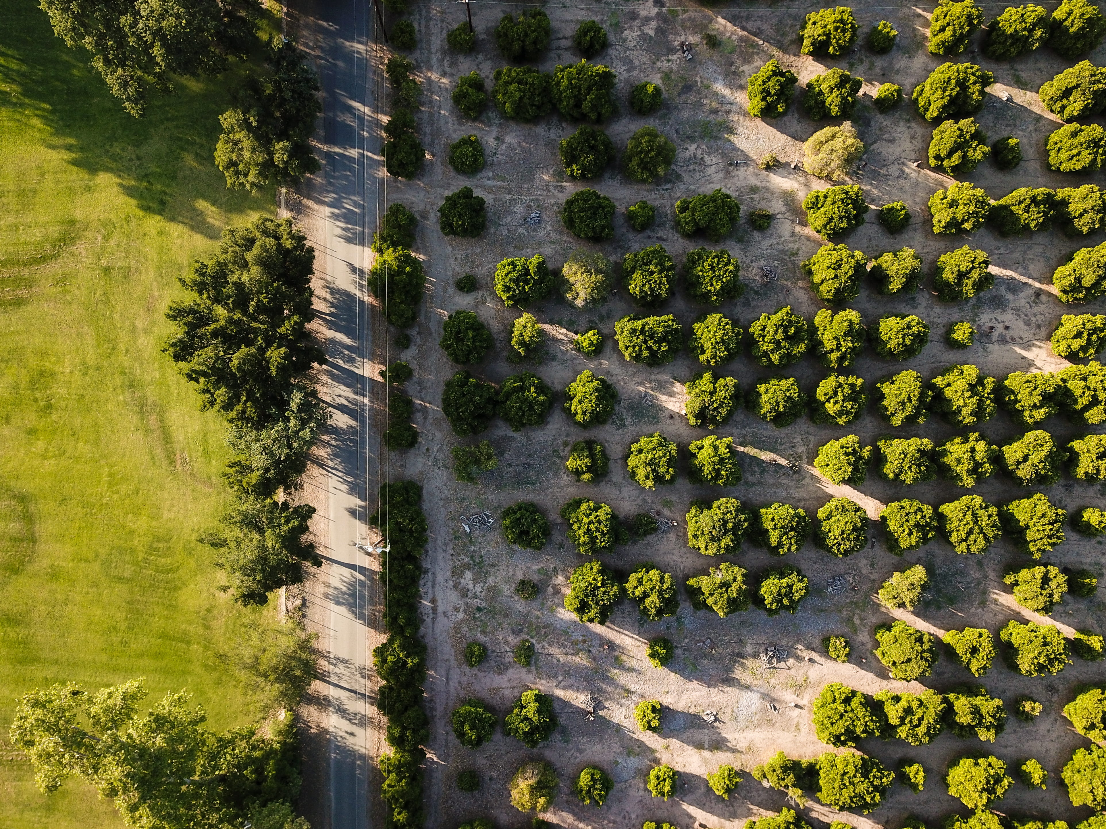 land, tranquility, cali, drone, day, trees, ohaj, 4K, road, united states, valley, architecture, orchard, no people, tranquil scene, high angle view, beauty in nature, HD Wallpaper