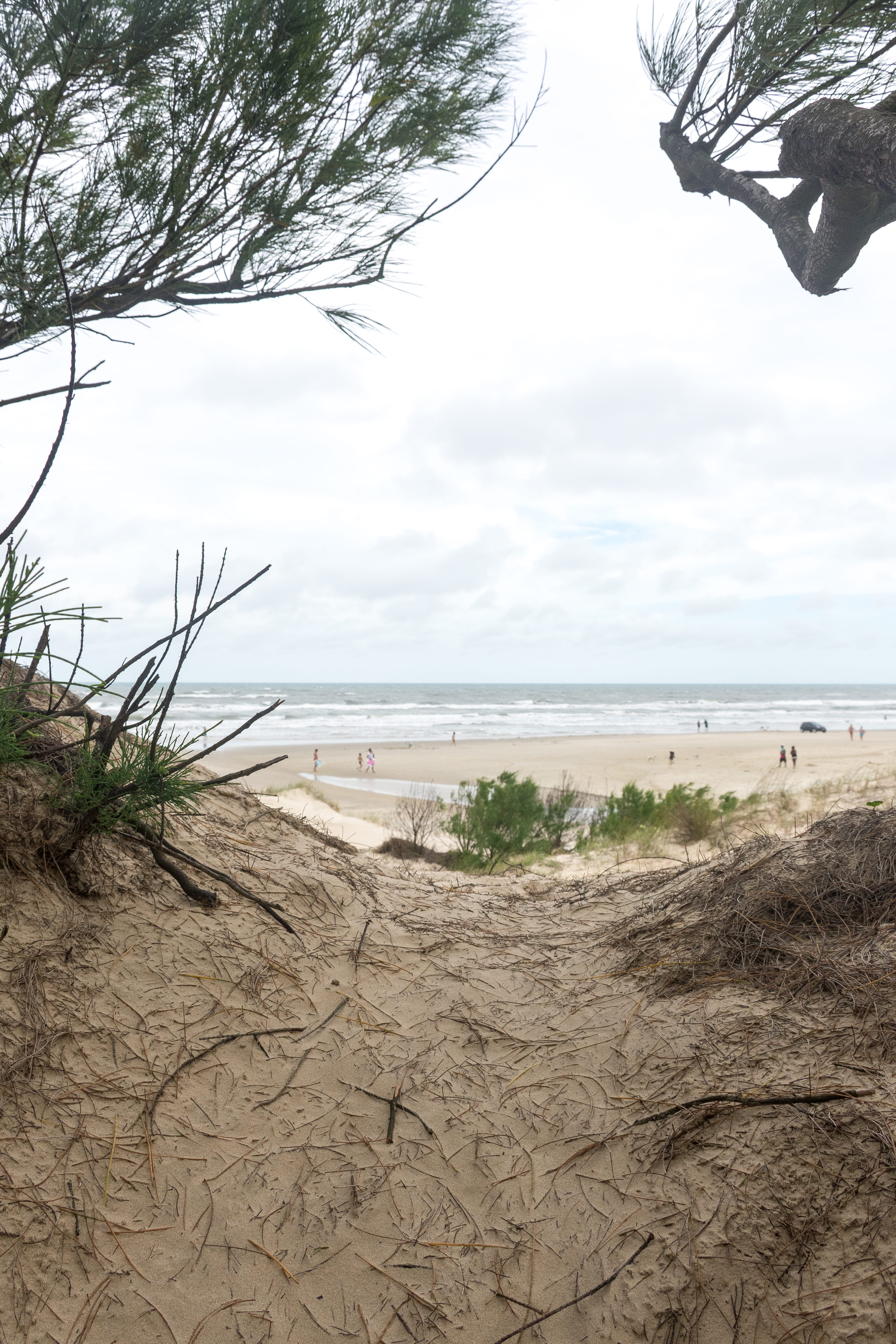 tranquil scene, wind, sea, beauty in nature, 5K, nikon, tranquility, non-urban scene, plant, sky, tree, sand, nature, land, cloud - sky, cali vibes, rio grande do sul, Phone HD Wallpaper