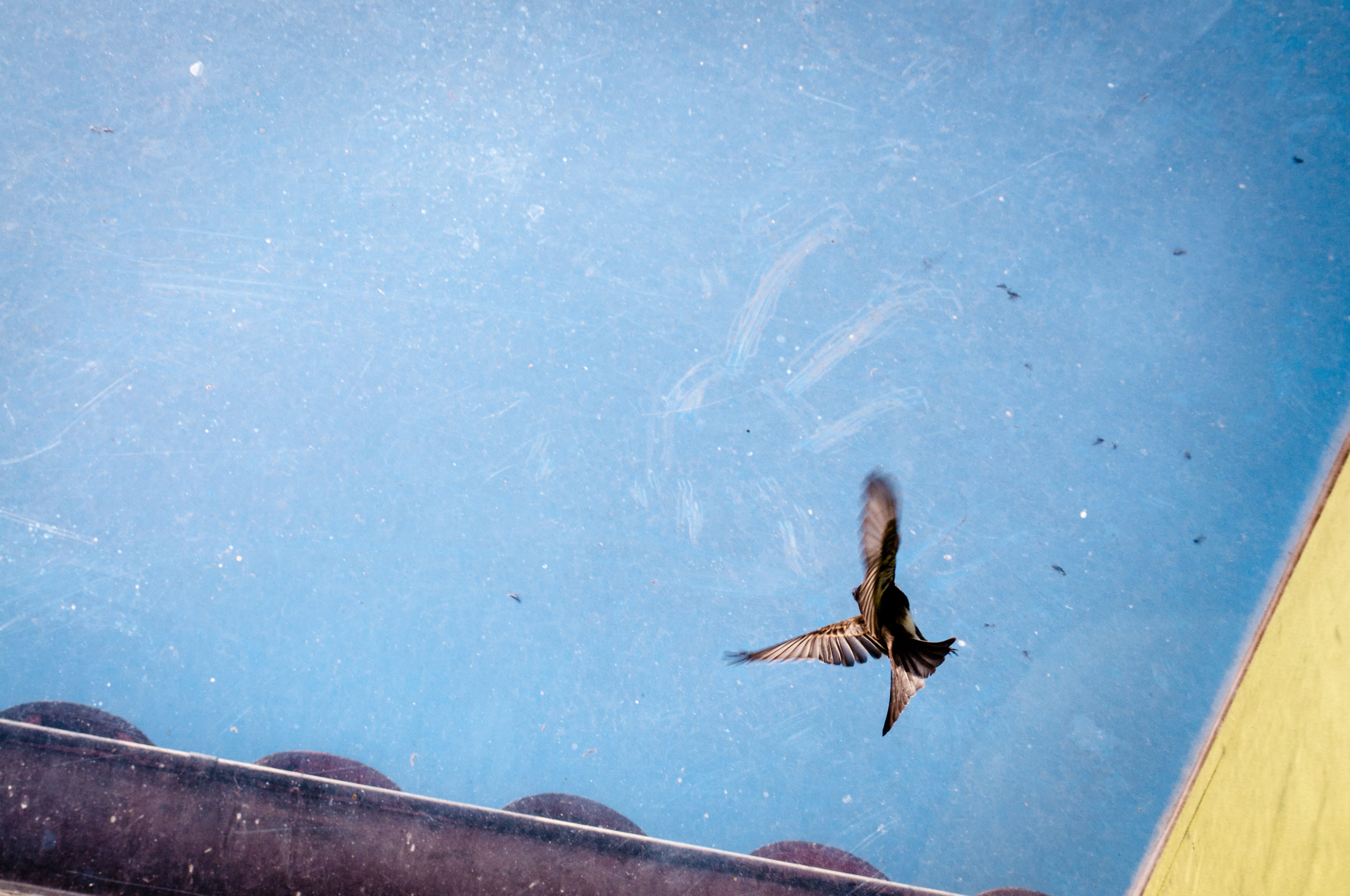 outdoors, flight, animal, fly, nature, animal wildlife, sky, bird, blue, mid-air, one animal, vertebrate, eagle, motion, day, animals in the wild, no people, HD Wallpaper