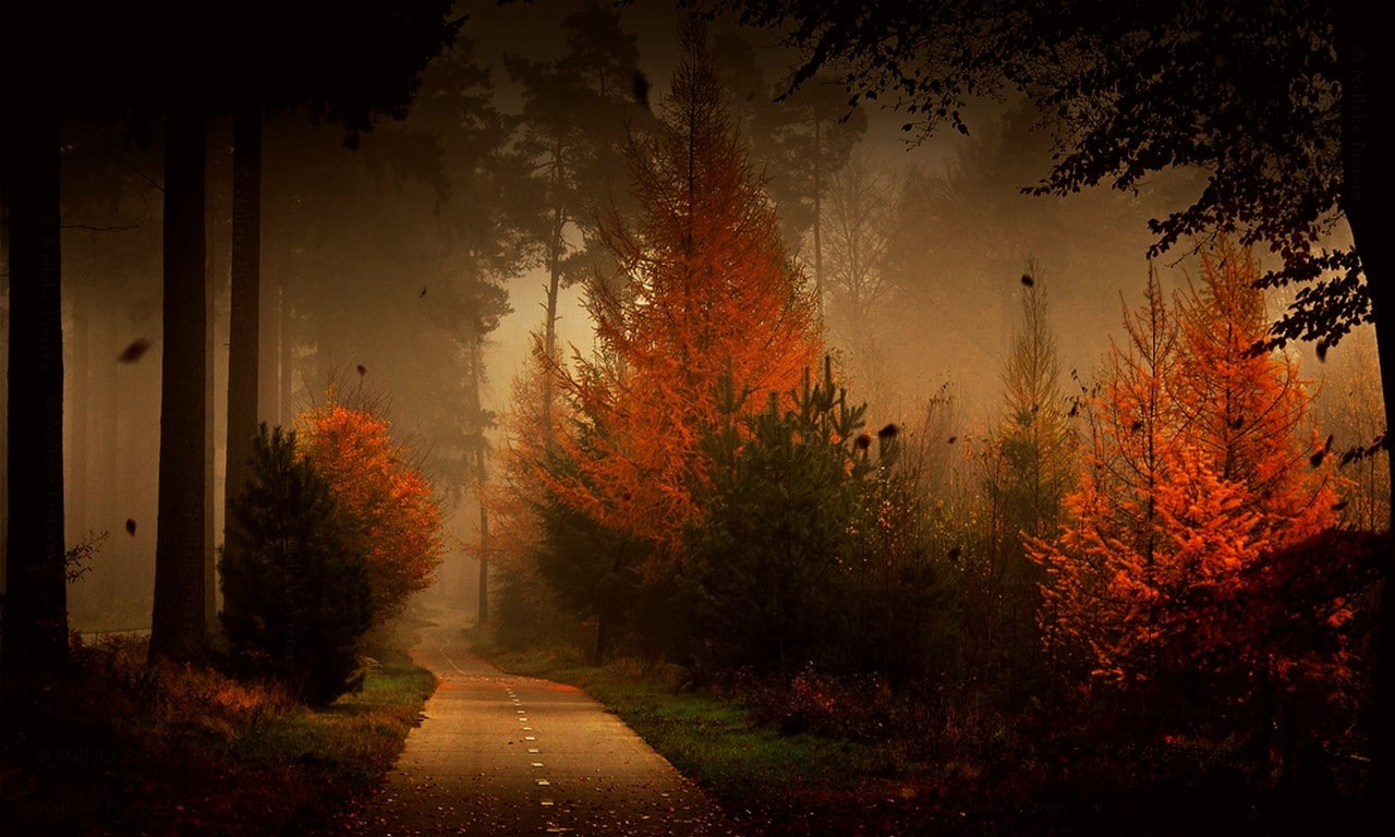 plant part, trees, shrubs, footpath, no people, grass, plant, change, landscape, sky, leaf, road, growth, mist, tranquil scene, forest, treelined, leaves, HD Wallpaper