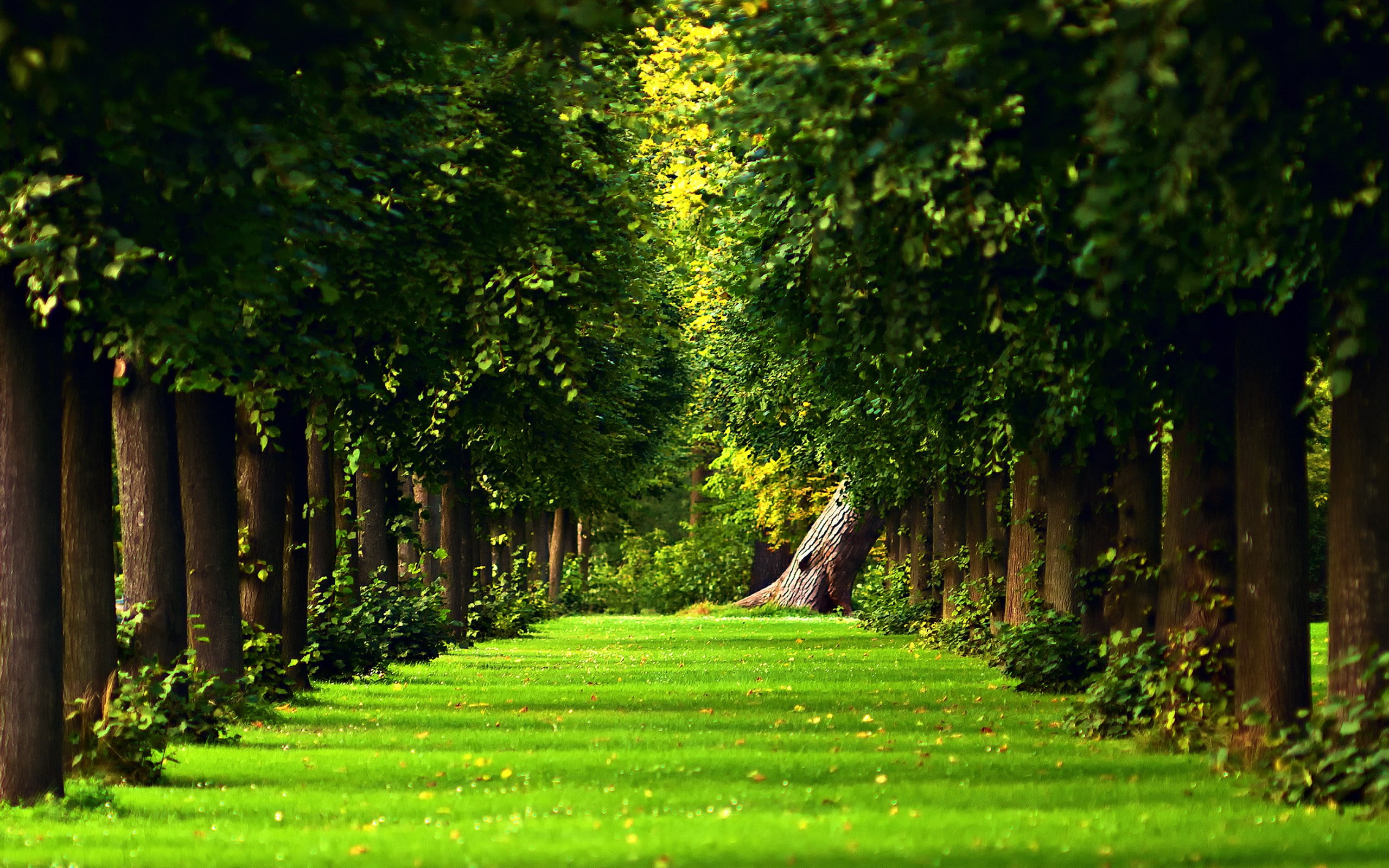 path, grass, green color, forest, direction, no people, day, in a row, growth, footpath, tranquil scene, beauty in nature, landscape, foliage, tree, nature, HD Wallpaper