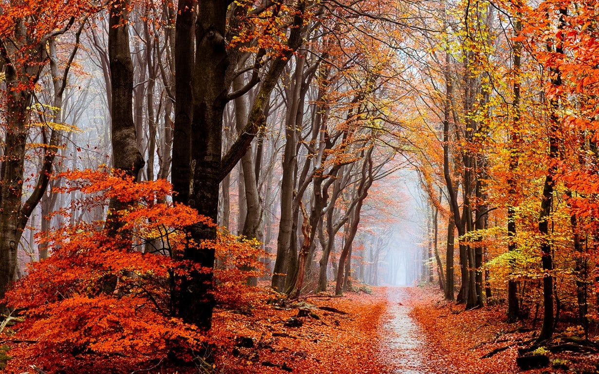 path, forest, woodland, non-urban scene, outdoors, autumn, diminishing perspective, nature, idyllic, land, growth, scenics - nature, the way forward, 480P, HD Wallpaper