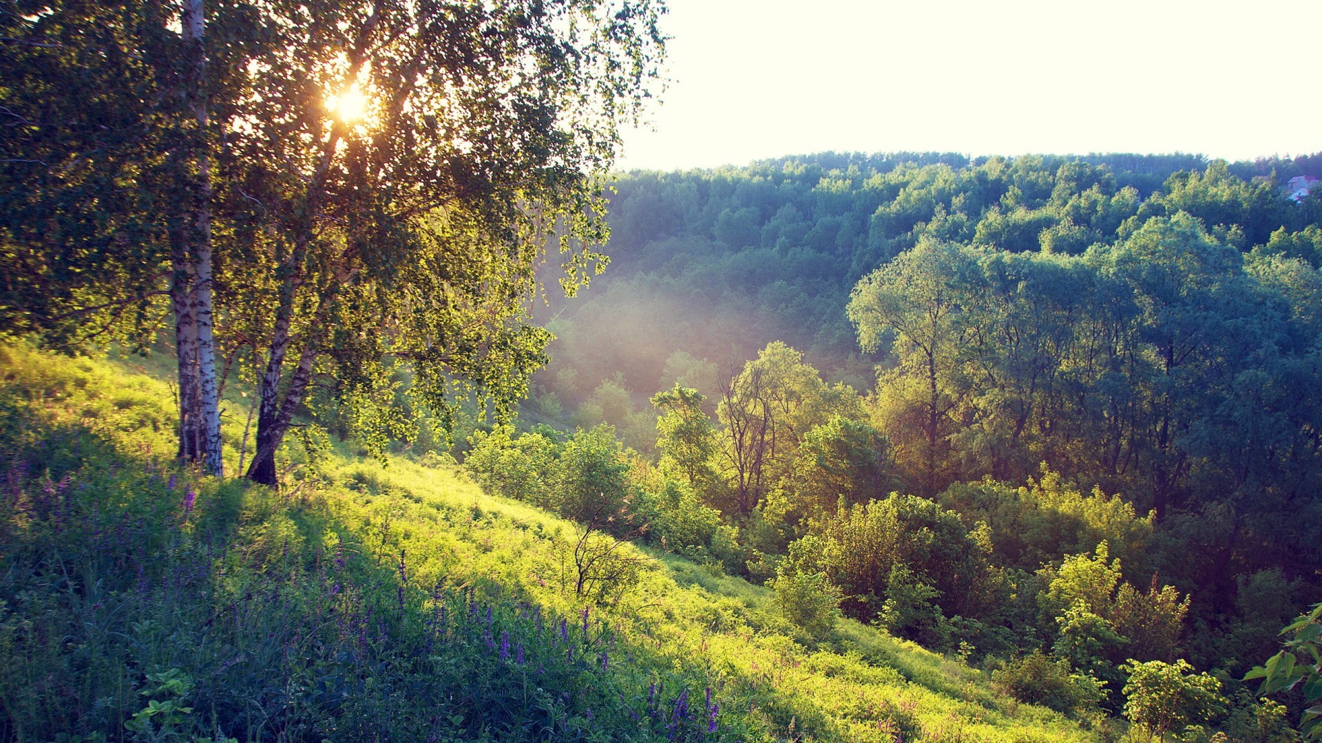 non-urban scene, tranquil scene, coniferous tree, leafed, trees, no people, land, nature, birch, growth, green color, day, outdoors, tree, sunlight, environment, HD Wallpaper