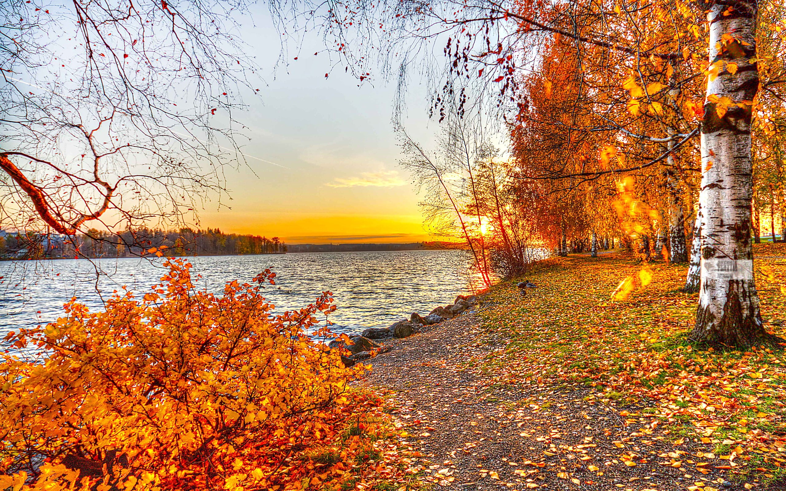 red leaves, fall, 2K, water, river, birch, HD Wallpaper