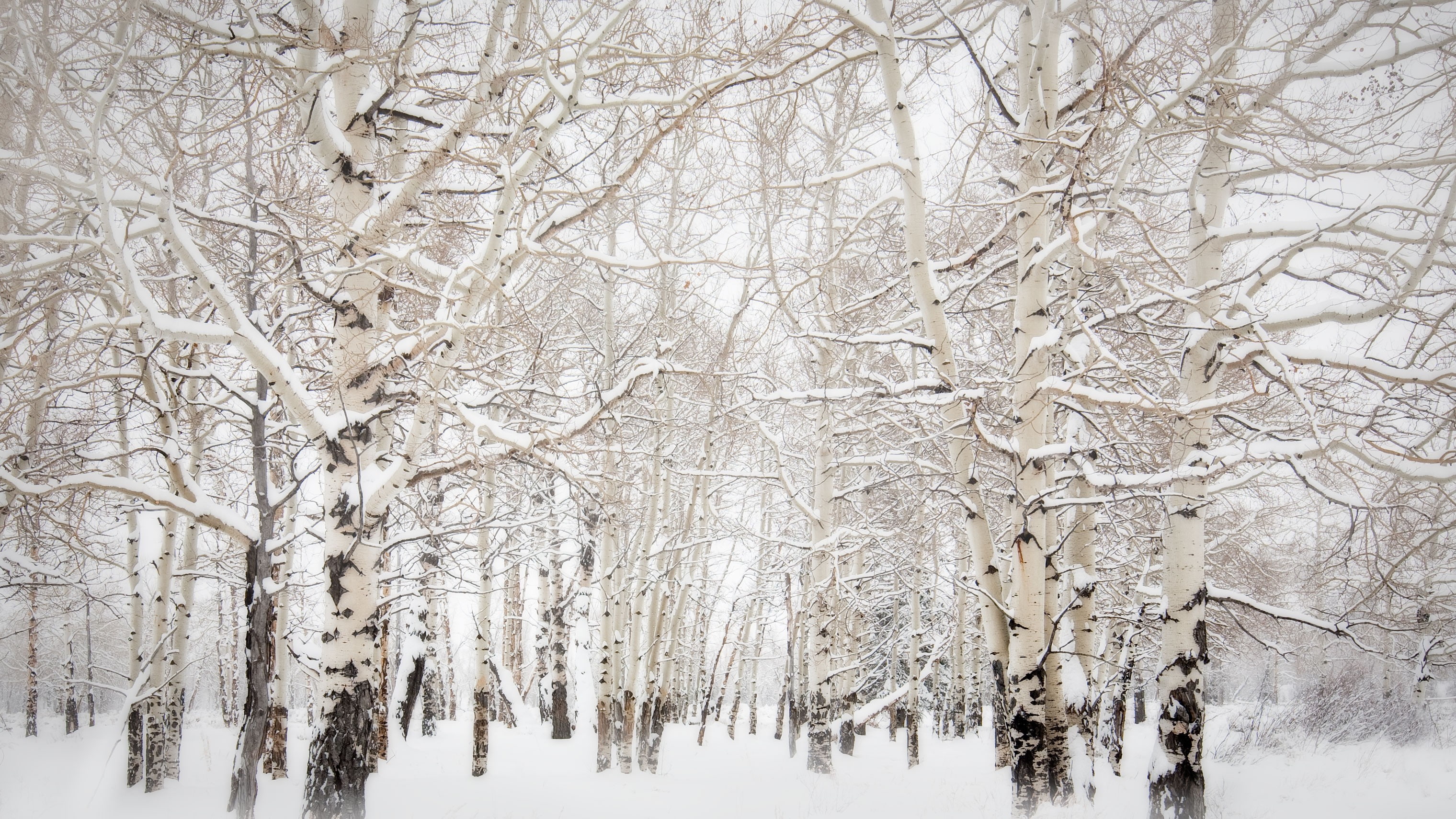 branch, 2K, nature, snow, landscape, birch, white, bright, overcast, winter, trees, HD Wallpaper
