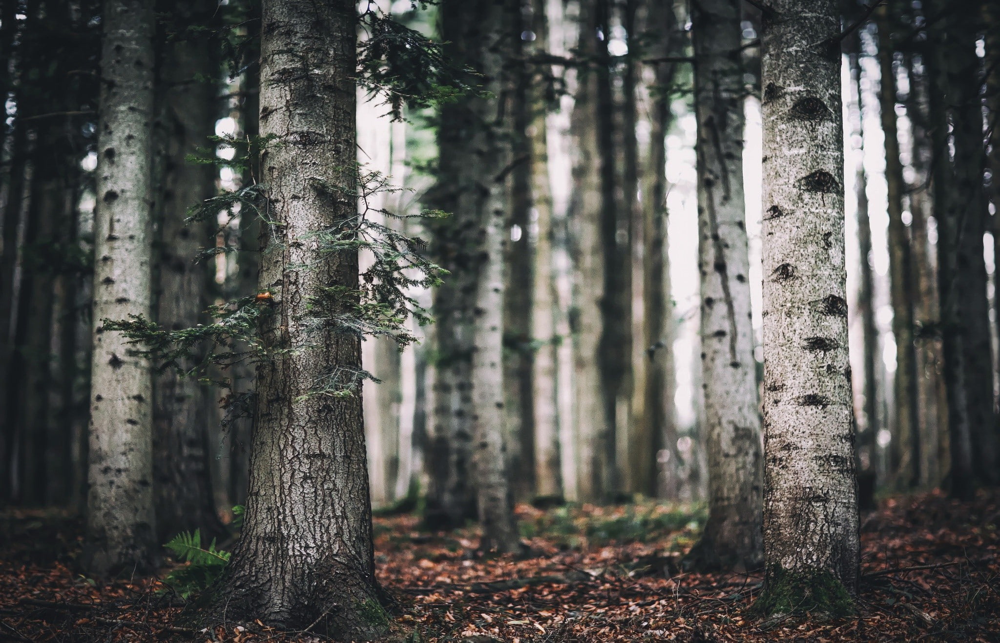 forest, 1080P, birch, trees, HD Wallpaper