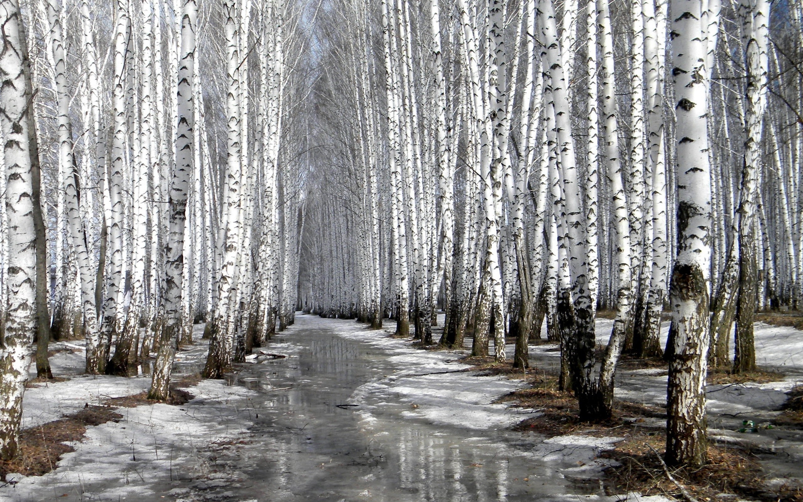 trees, winter, snow, birch, nature, ice, 2K, HD Wallpaper