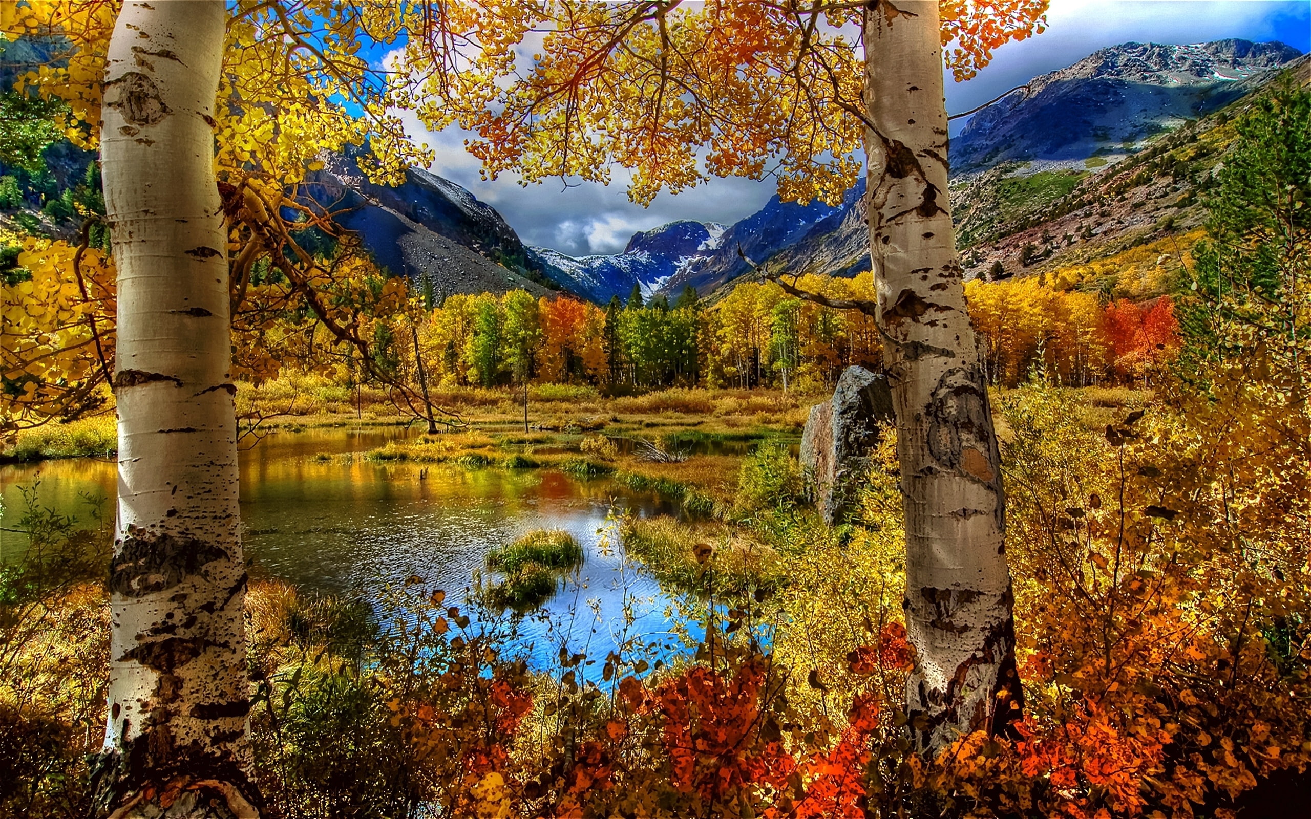 birch, autumn, landscape, 2K, russia, paint, mountain, color, plants, pond, HD Wallpaper