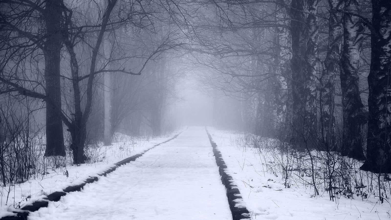 white, road, land, cold temperature, area, direction, no people, rug, woodland, birch, nature, mist, black, fog, treelined, snowing, diminishing perspective, HD Wallpaper