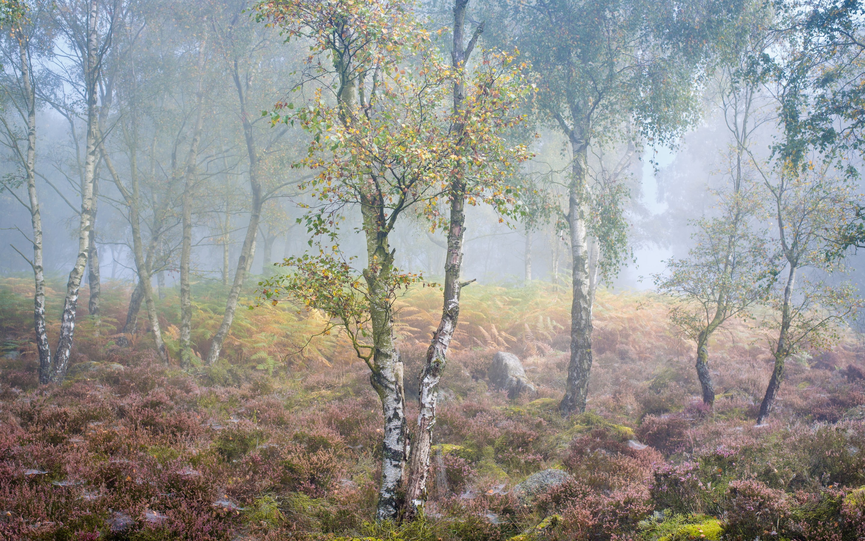 fog, autumn, birch, 2K, HD Wallpaper