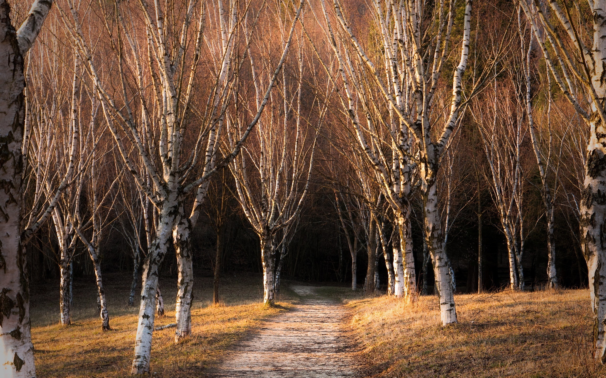 nature, brown, 2K, path, trees, birch, landscape, HD Wallpaper