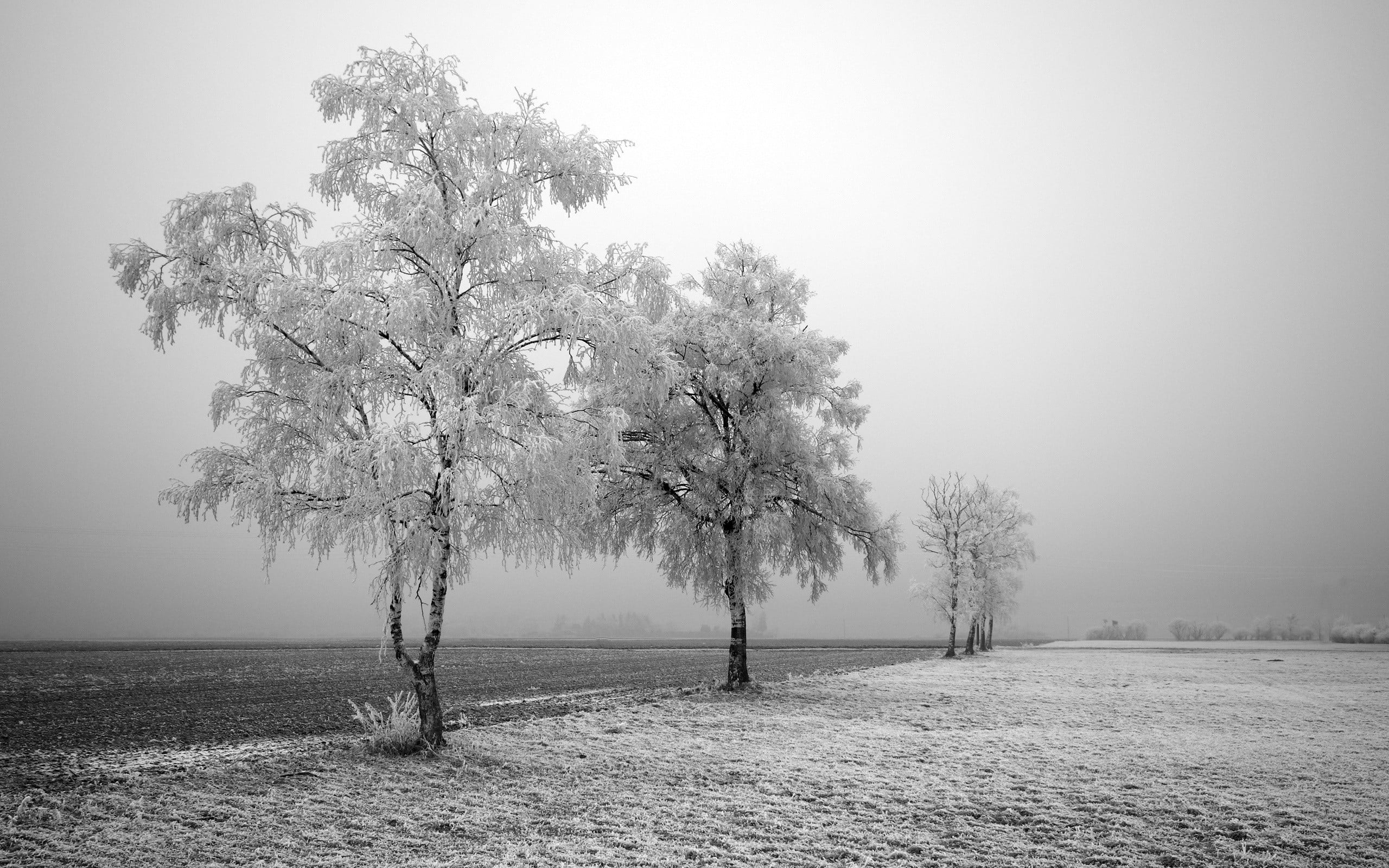 growth, cold temperature, birch, snow, beauty in nature, plant, tranquility, gray, non-urban scene, tree, no people, frost, trees, 2K, environment, photography, HD Wallpaper