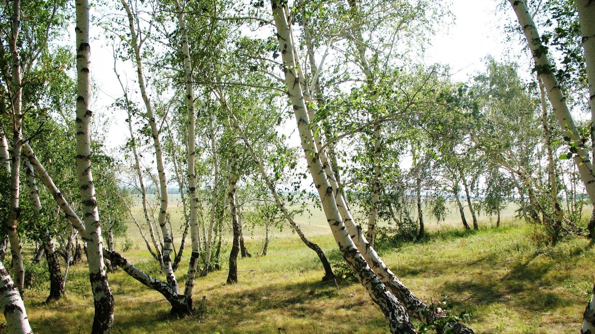 1080P, birch, trees, field, outdoors, landscape, HD Wallpaper