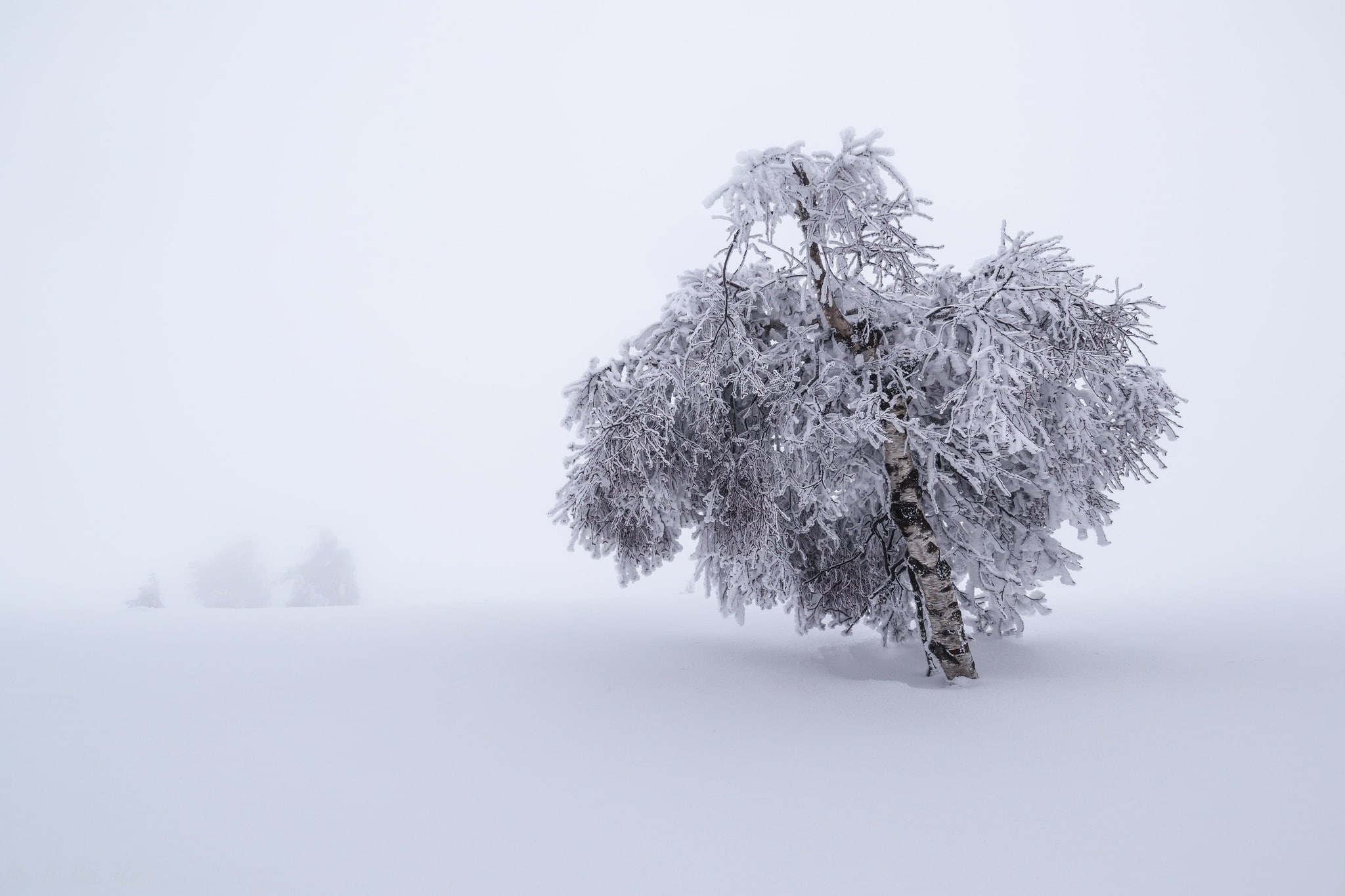 nature, landscape, birch, winter, snow, trees, 1080P, HD Wallpaper