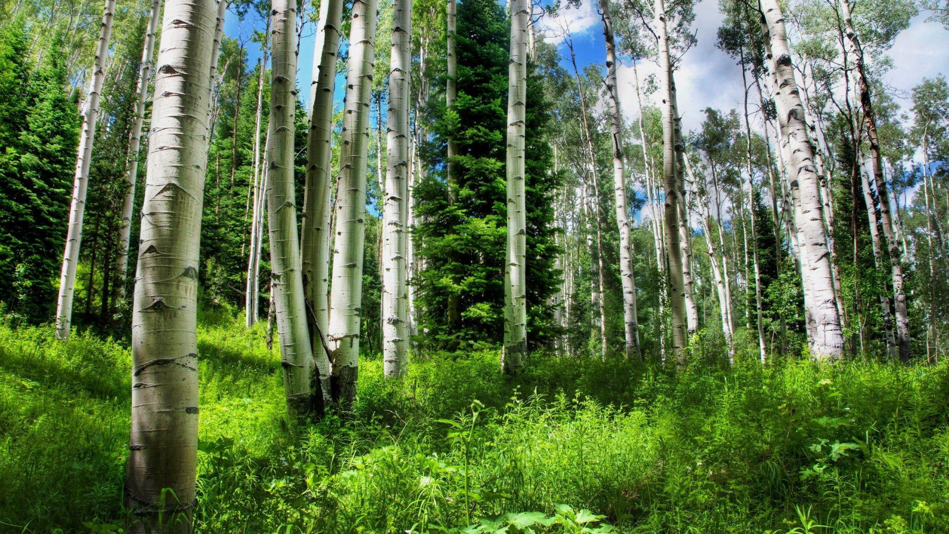 birch, grass, forest, nature and landscapes, 1080P, heart, HD Wallpaper