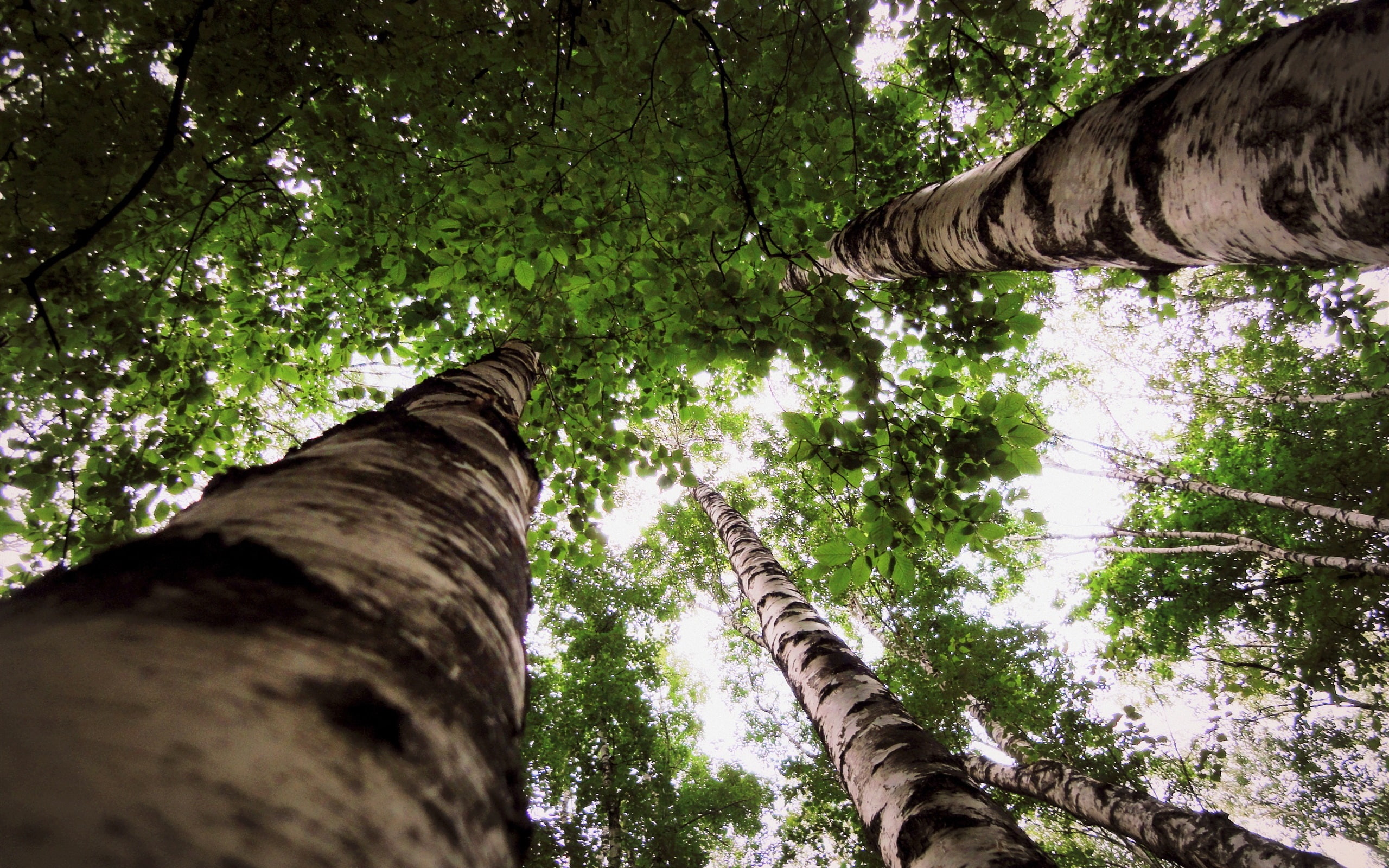 Birch, 2K, Leaves, Up, Trees, Forest, Look, HD Wallpaper