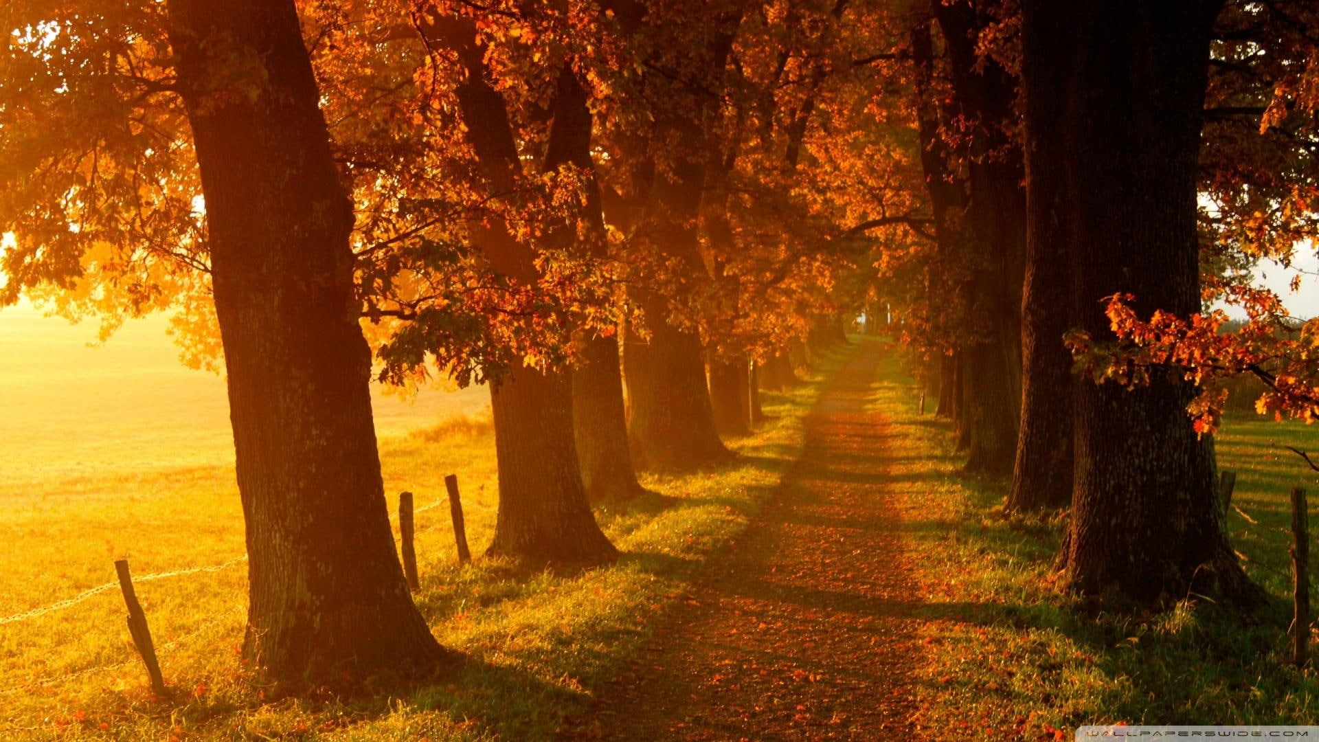 trees, autumn, path, seasons, country, 1080P, road, grass, nature and landscapes, HD Wallpaper