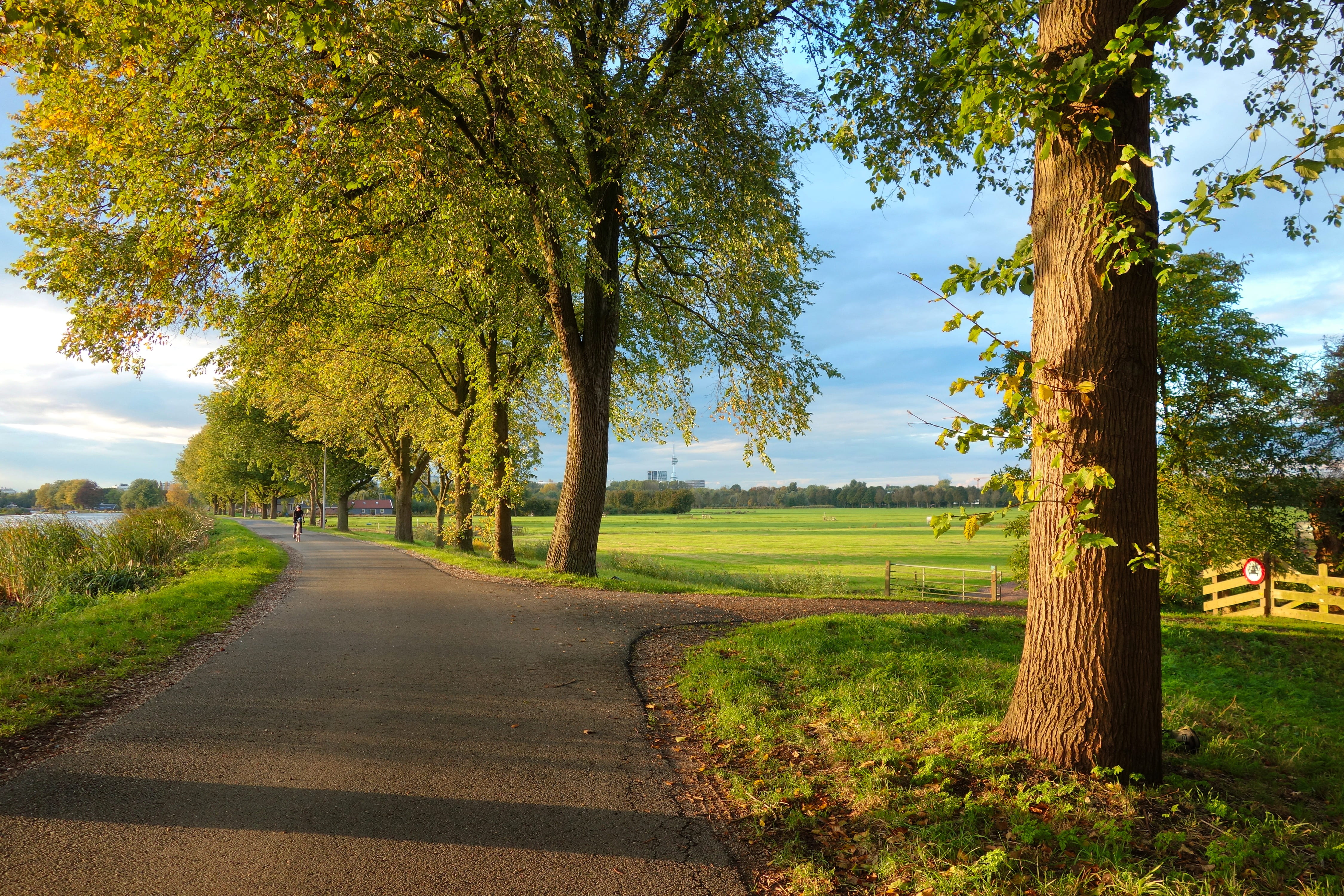 outdoors, tranquility, no people, landscape, long, tree trunk, road, groengebied amstelland, tranquil scene, gate, beauty in nature, meadow grass, nature, HD Wallpaper