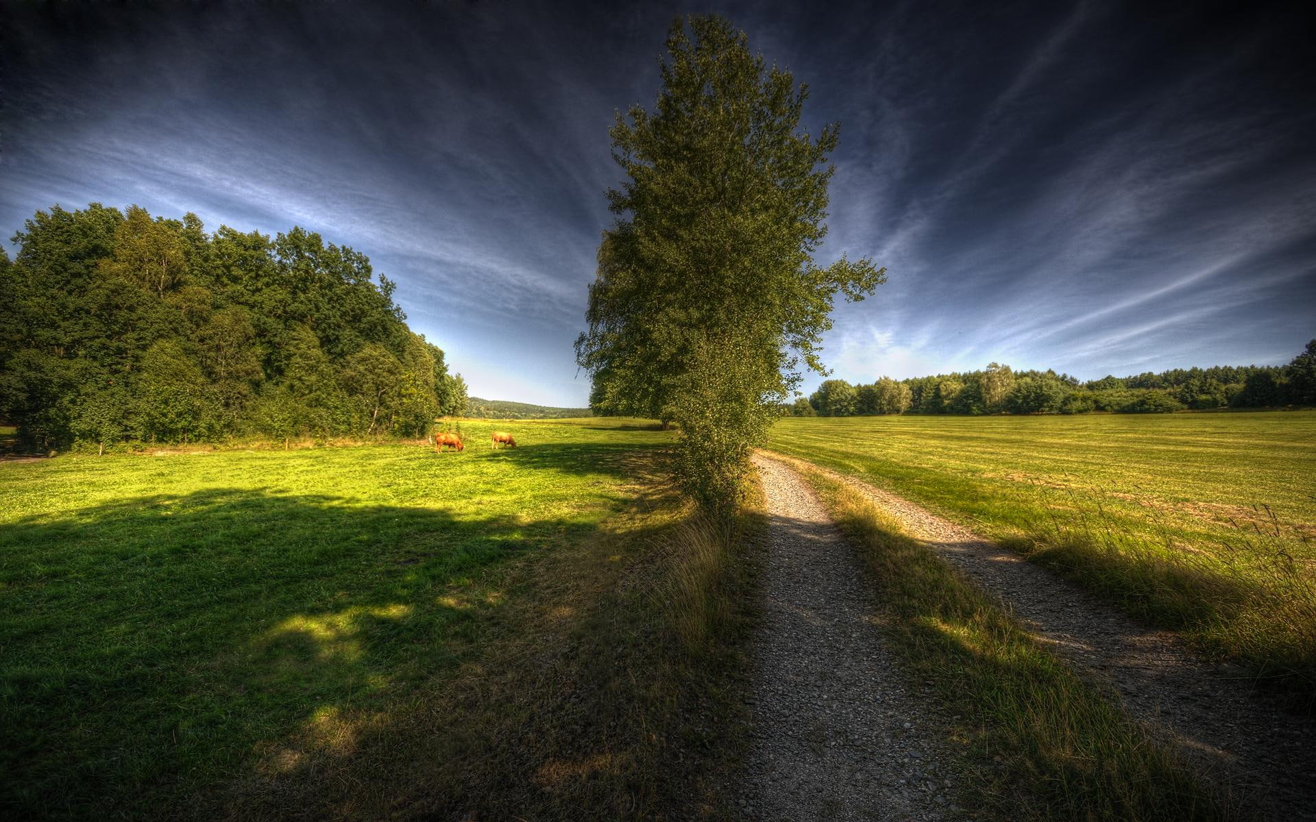 country, field, cows, road, nature and landscapes, wonderful, trees, hdr, 1080P, HD Wallpaper
