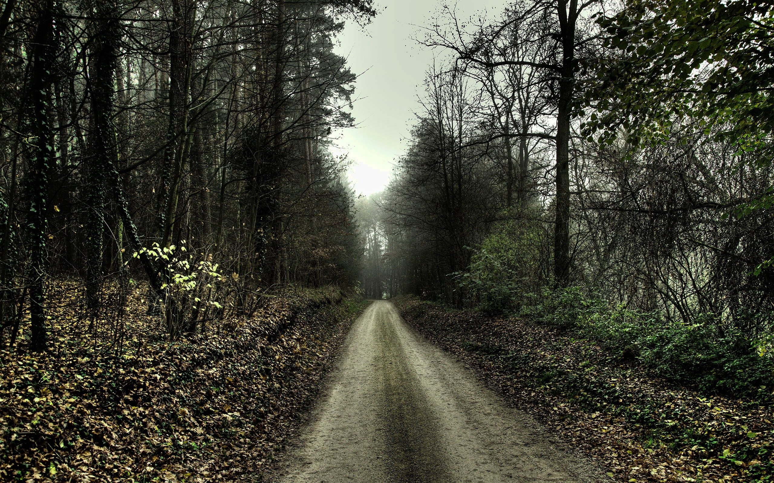 gloomy, cloudy, wood, road, dullness, autumn, 2K, country, HD Wallpaper