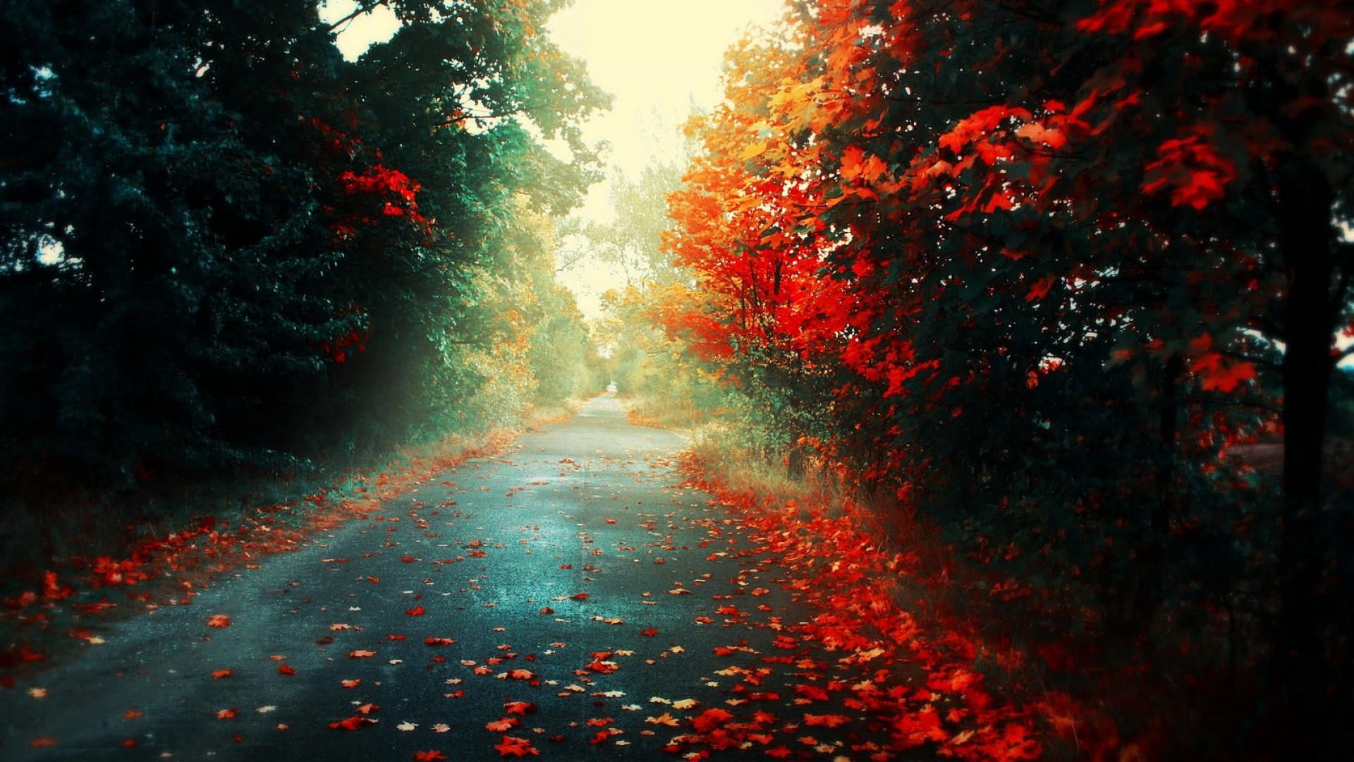 leaf, fall, orange color, street, the way forward, transportation, change, 1080P, colorful, landscape, plant, autumn, direction, no people, plant part, HD Wallpaper