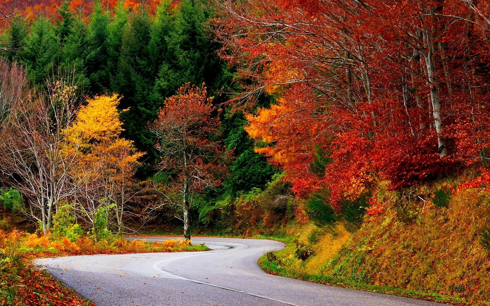 empty road, tranquil scene, no people, diminishing perspective, forest, landscape, plant, change, tree, outdoors, road, day, growth, autumn, direction, HD Wallpaper