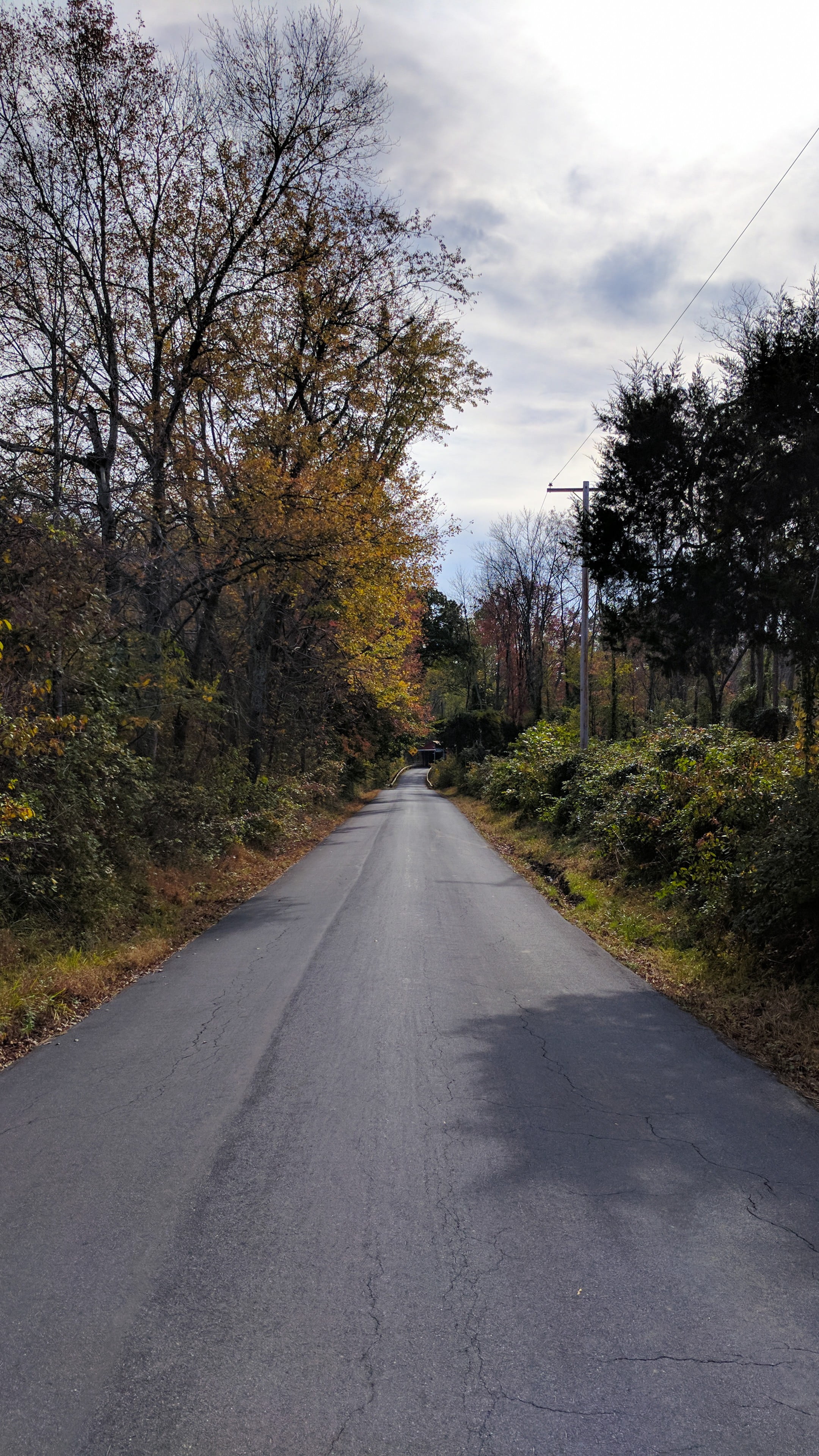 trees, country, autumn, plant, road, tree, diminishing perspective, no people, forest, land, 4K, green, nature, day, country road, transportation, outdoors, Phone HD Wallpaper