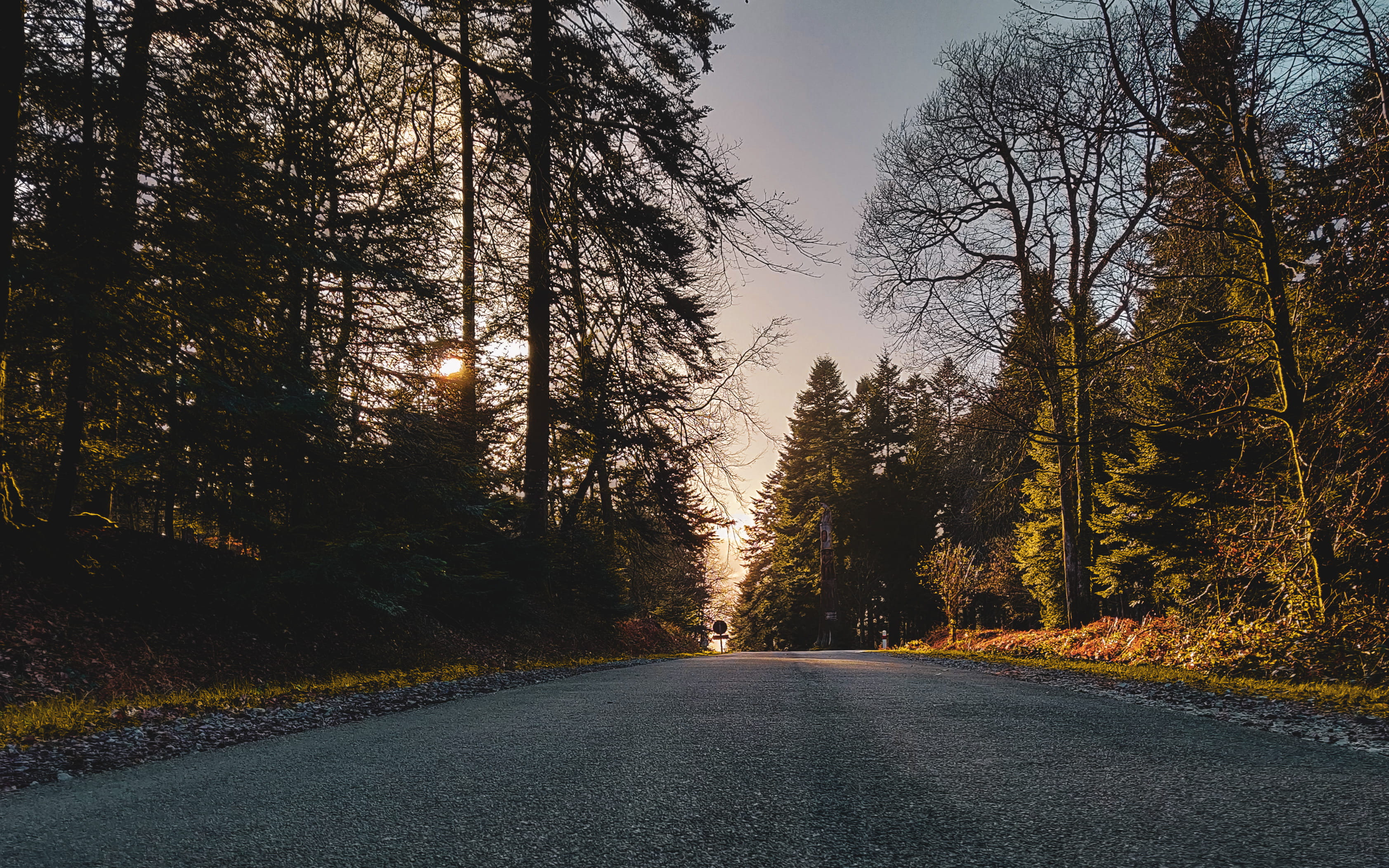 carrefour du chêne au verdier, 2K, growth, paper, transportation, nature, highway, autumn, saint-nicolas-des-bois, land, trees, direction, summer, outdoors, HD Wallpaper