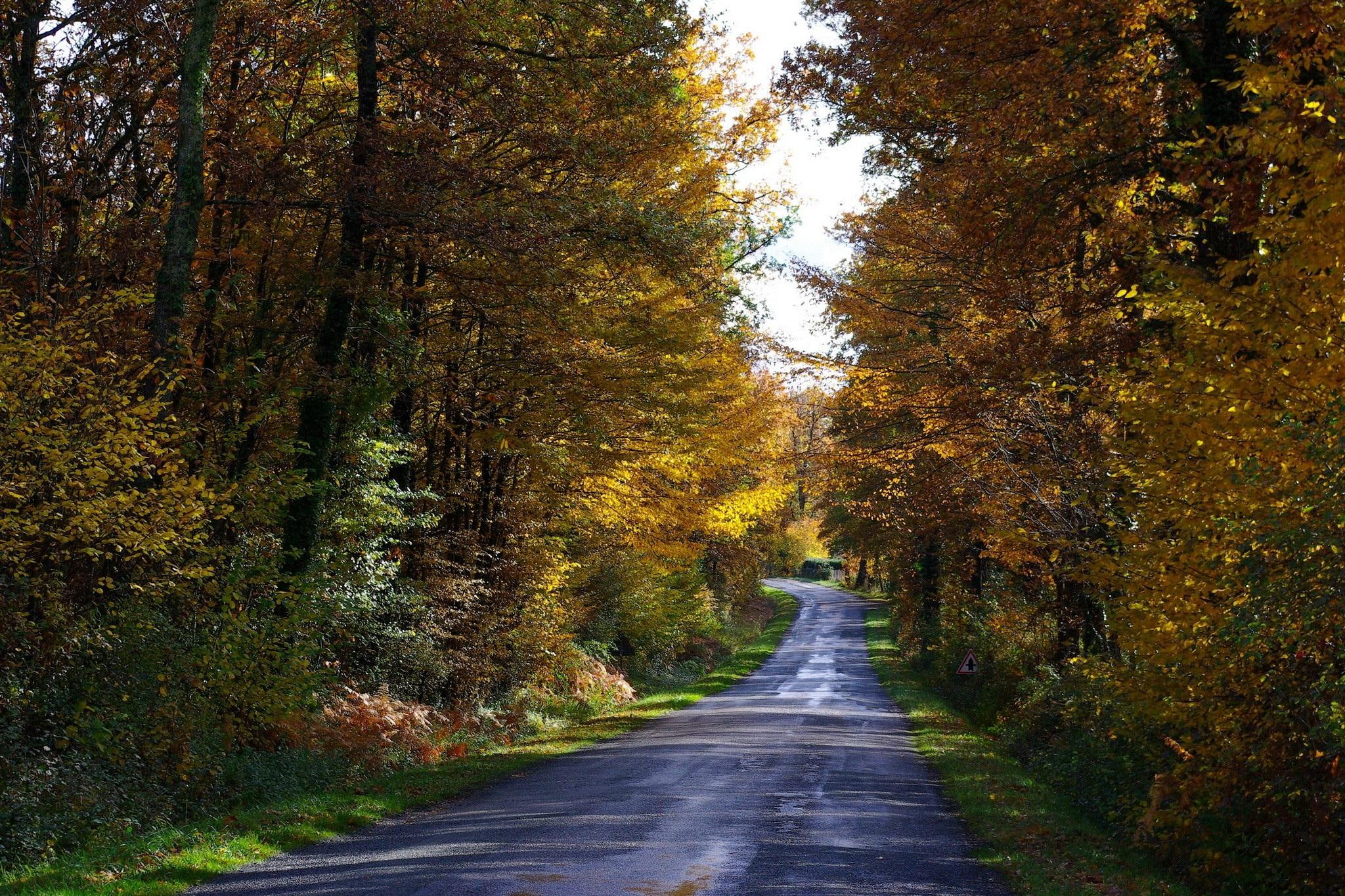 autumnal, road, autumn, nature, colorful, trees, forest, nature and landscapes, 1080P, HD Wallpaper