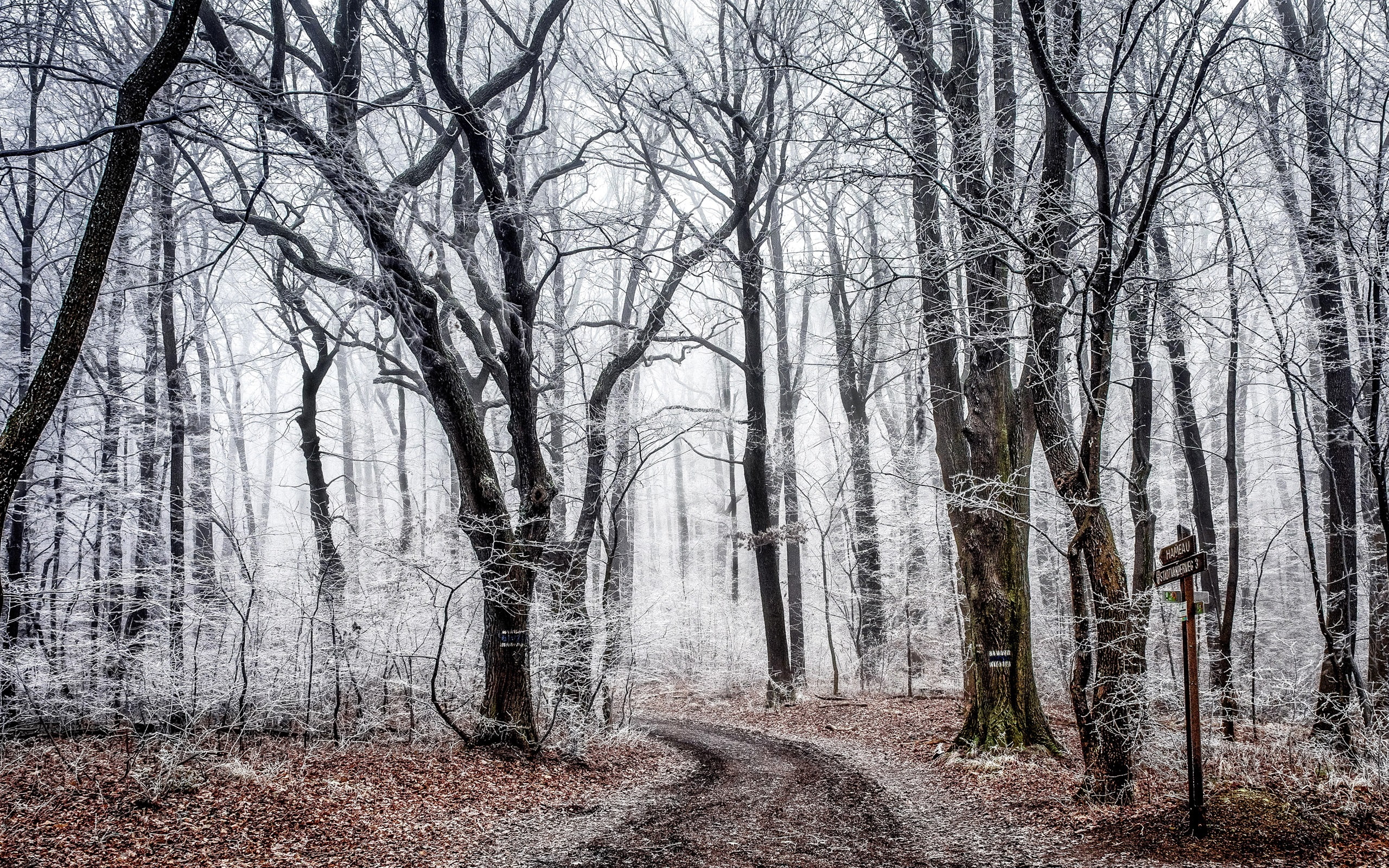 Autumn, Trees, Forest, Frost, Road, 2K, HD Wallpaper