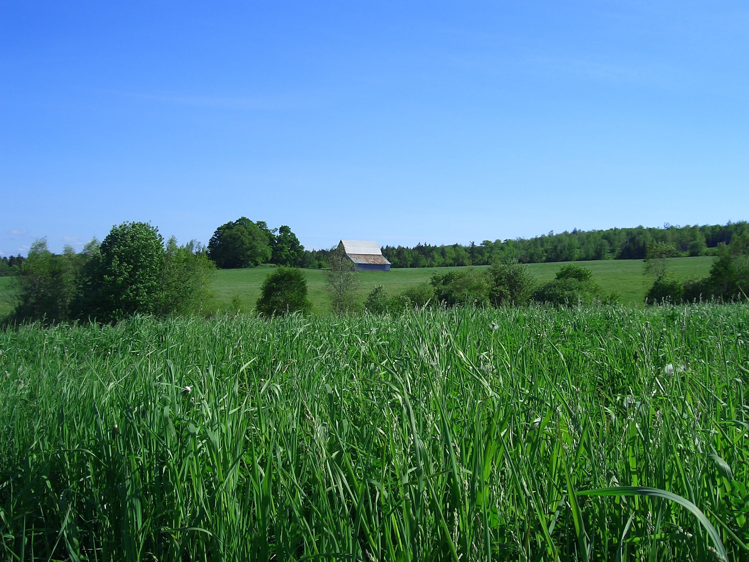 day, green, growth, scenics - nature, blue, clear sky, tranquil scene, plant, photography, canada, sky, tree, no people, tranquility, land, outdoors, field, HD Wallpaper