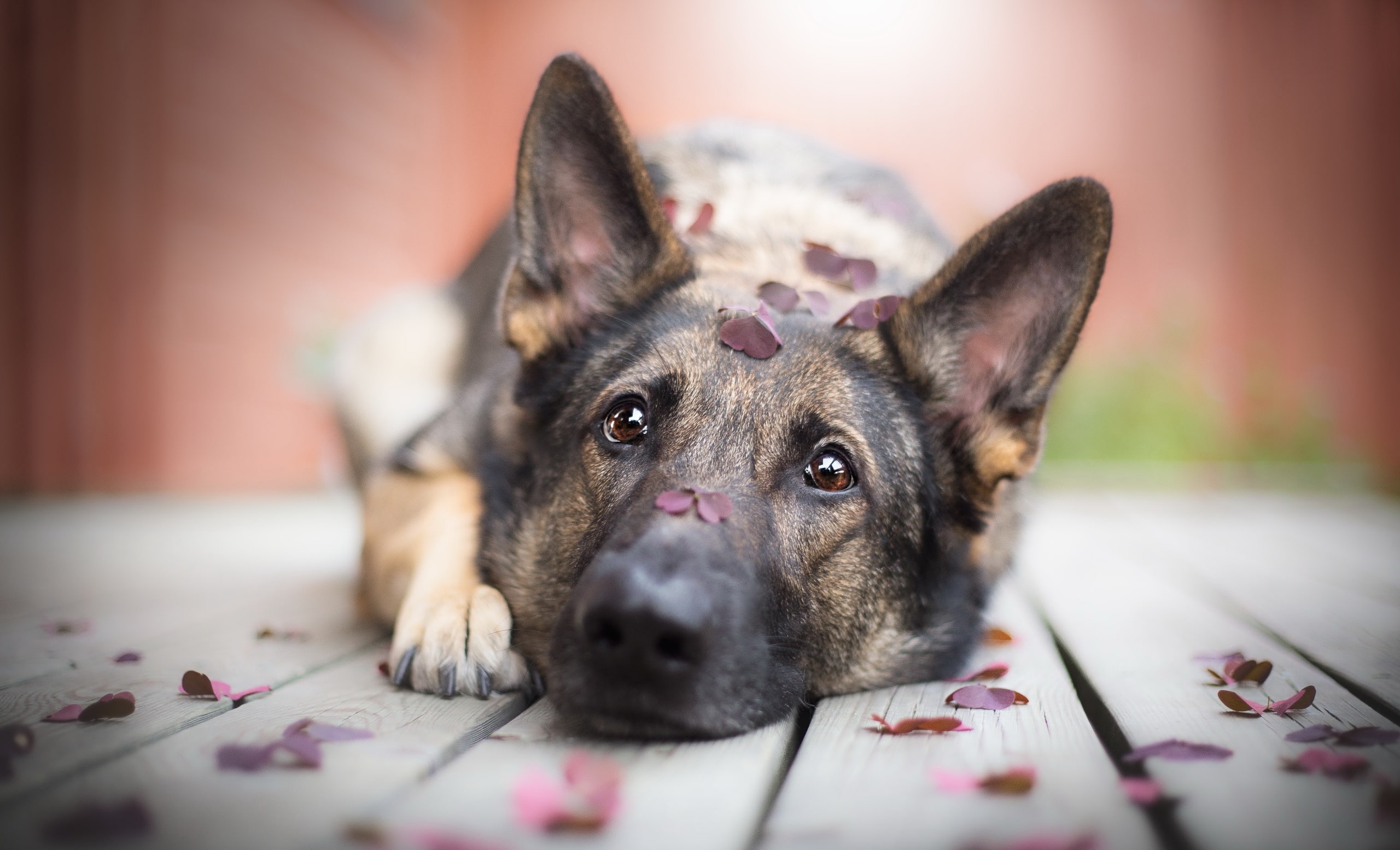 sad, closeup, dog, depth of field, 2K, leaves, wooden surface, animals, brown eyes, German Shepherd, HD Wallpaper