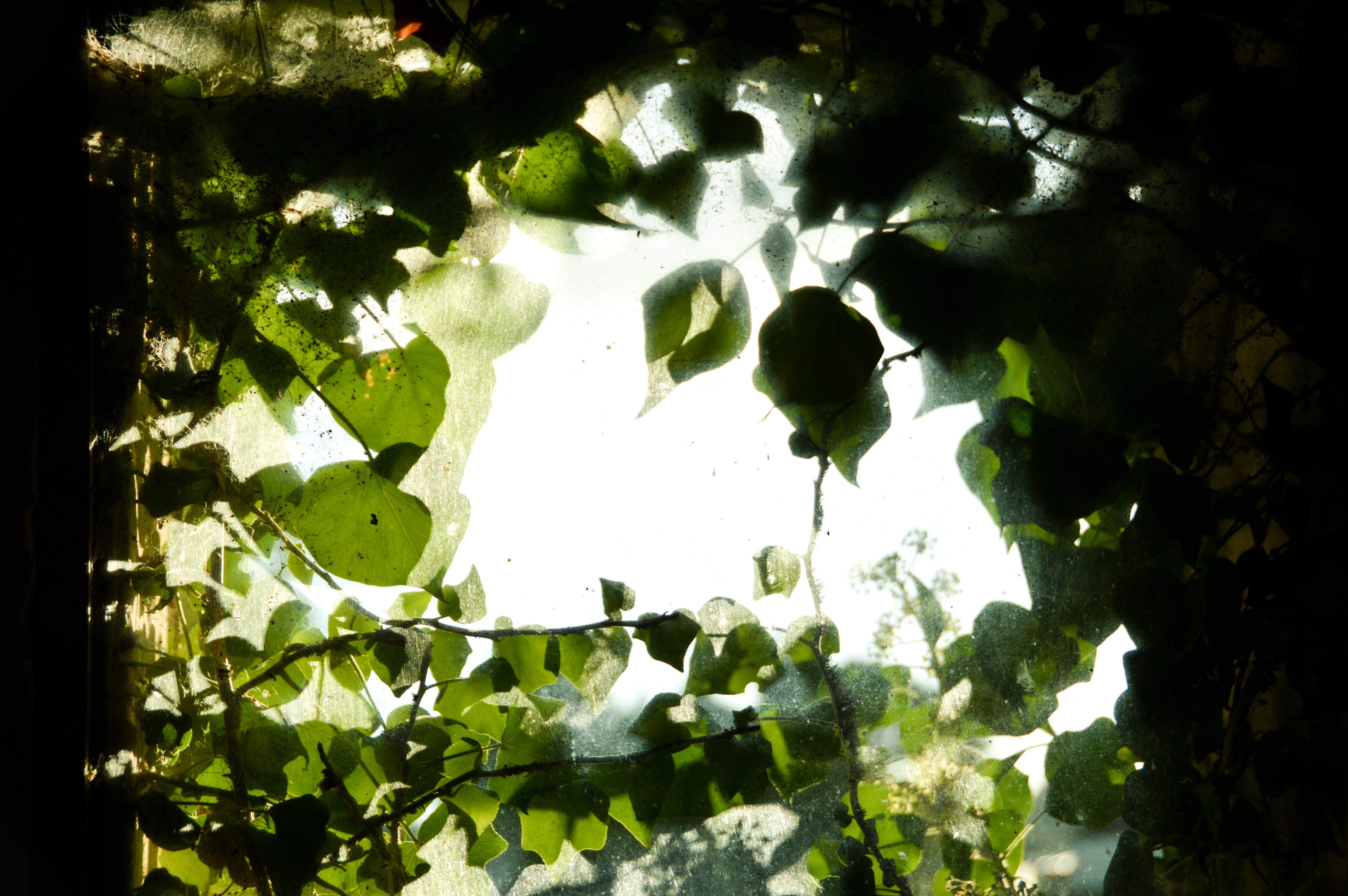 window, light, no people, garden, water, beauty in nature, fruit, architecture, food and drink, ivy, outdoors, garden shed, nature, food, tree, plant, plant part, HD Wallpaper