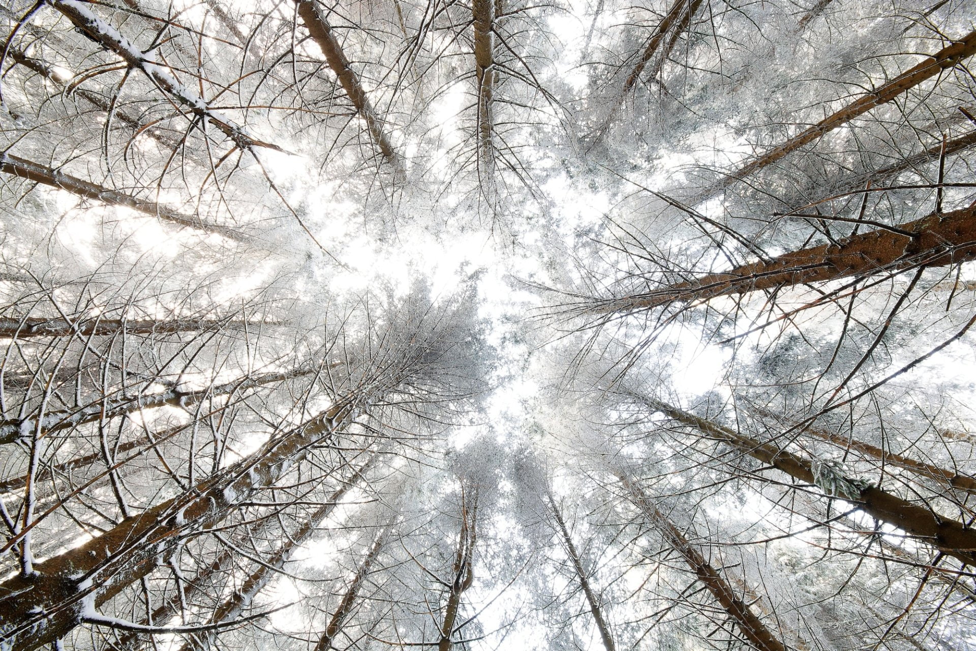 Nature, Canopy, 1080P, Earth, Tree, Winter, HD Wallpaper