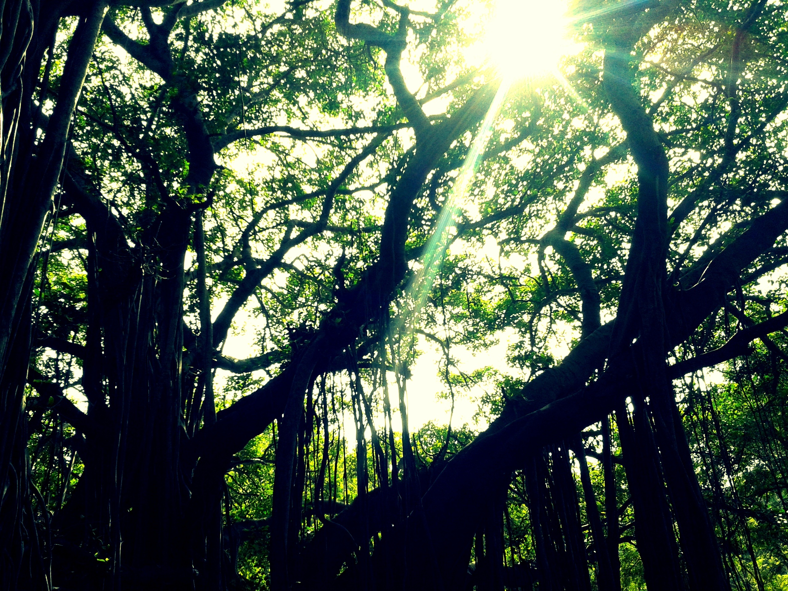 2K, nature, day, tree trunk, sunbeam, silhouette, growth, lens flare, trunk, beauty in nature, land, outdoors, plant, no people, branch, trees, low angle view, HD Wallpaper