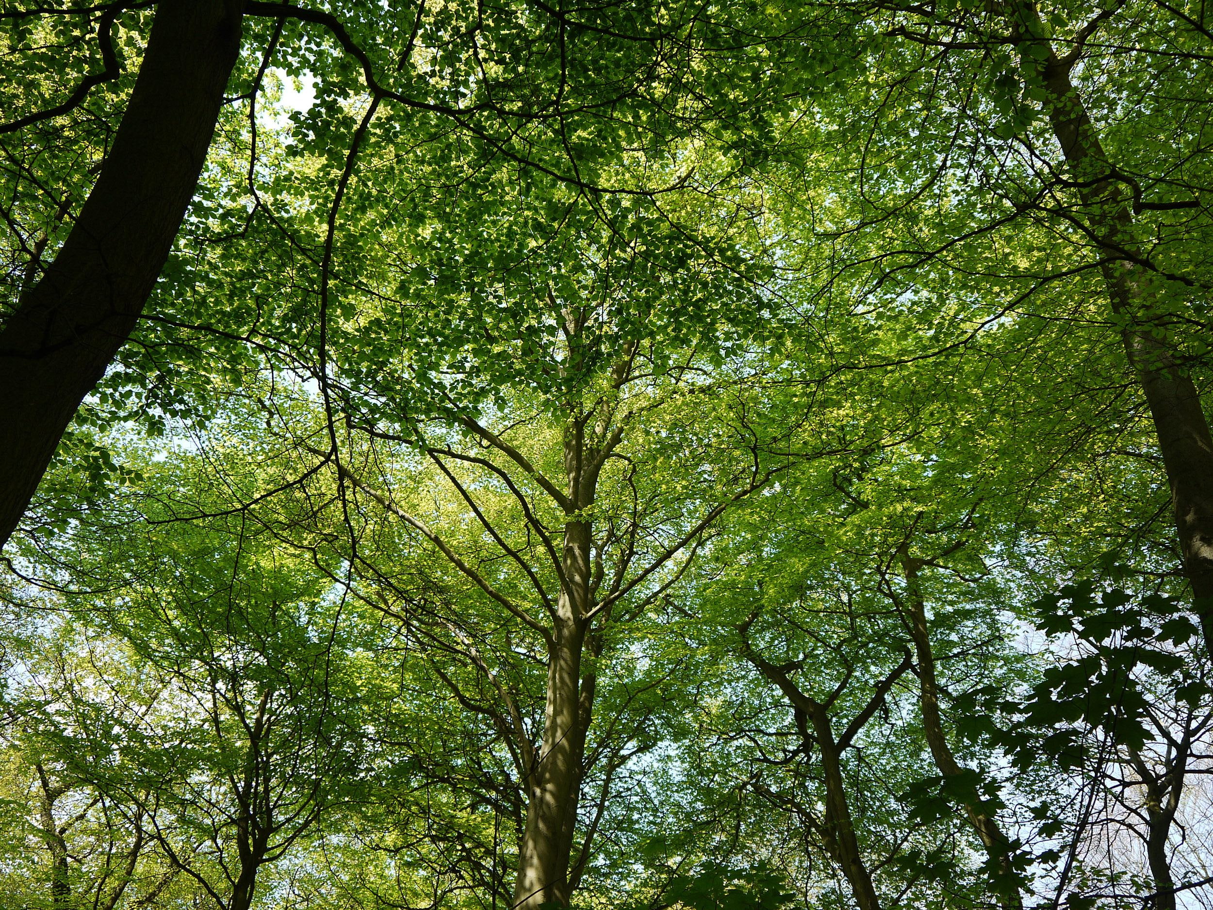 beech, shade, peace, 3d and abstract, canopy, trees, warm, green, 1080P, spring, HD Wallpaper