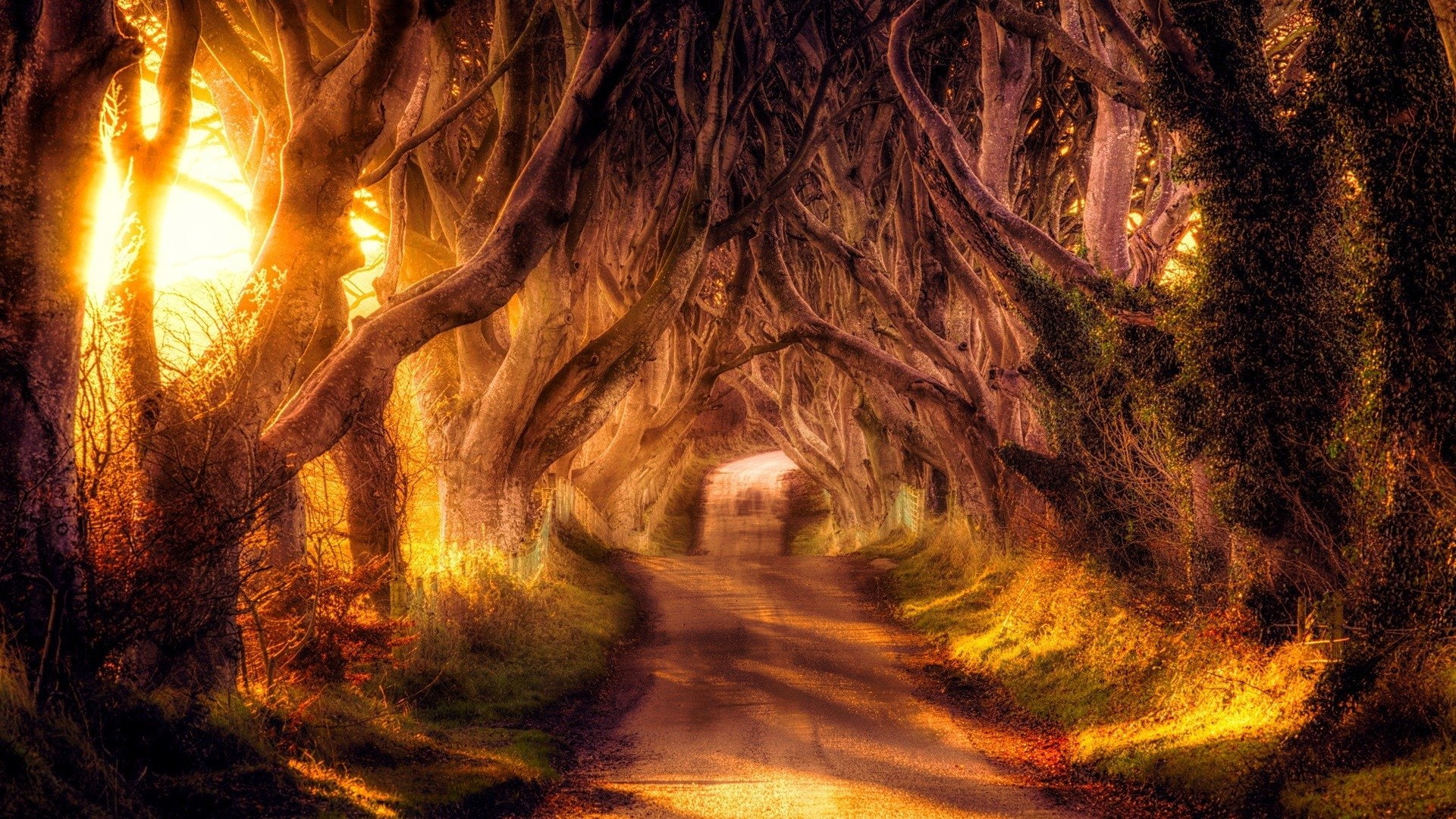 Tree-Lined, Tree, HDR, Road, Tunnel, Man Made, Canopy, Sunbeam, 1080P, HD Wallpaper
