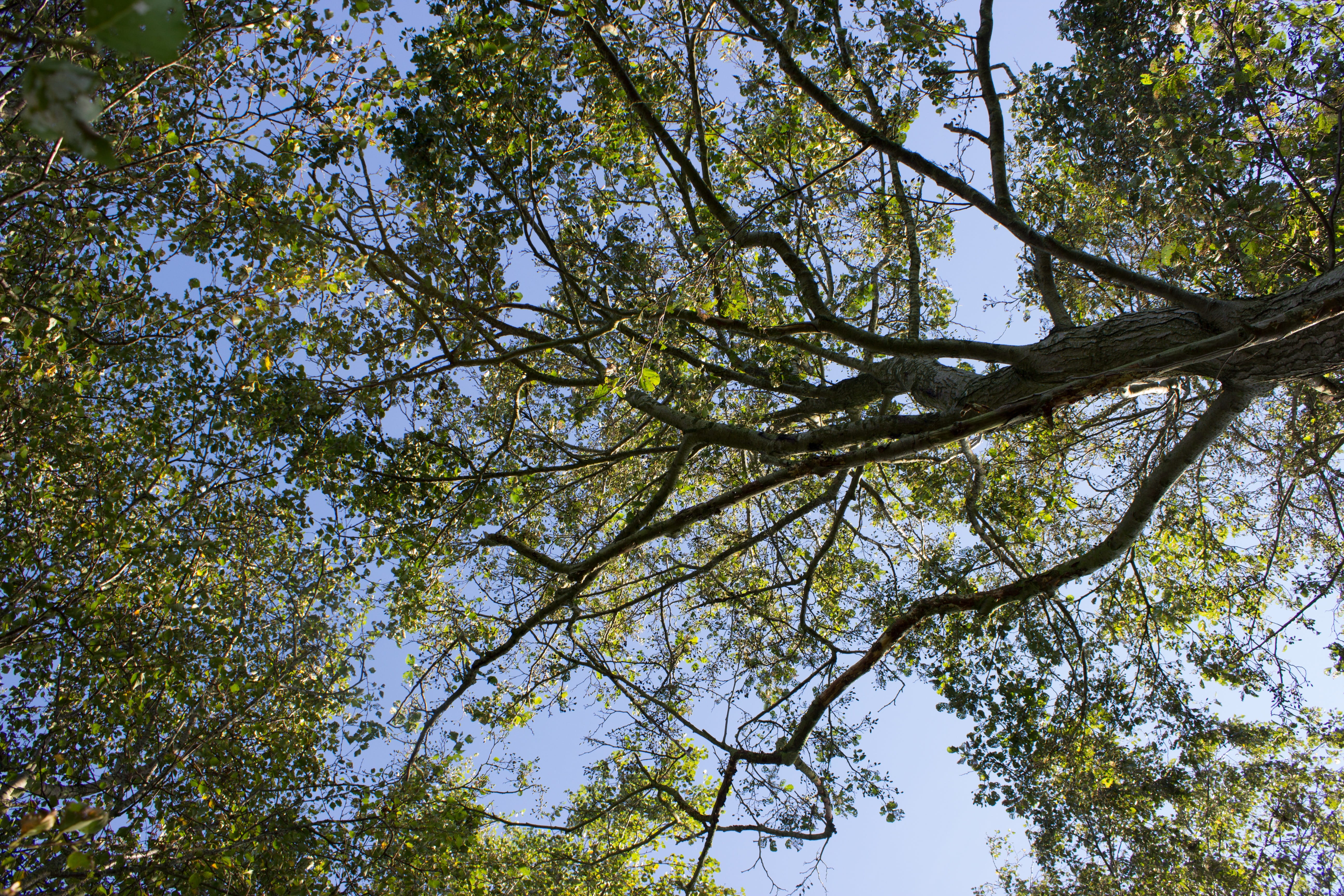 perspective, deciduous tree, green color, log, canopy, beauty in nature, 5K, sky, green, tree canopy, crotch, crown, nature, plant, plant part, branches, HD Wallpaper