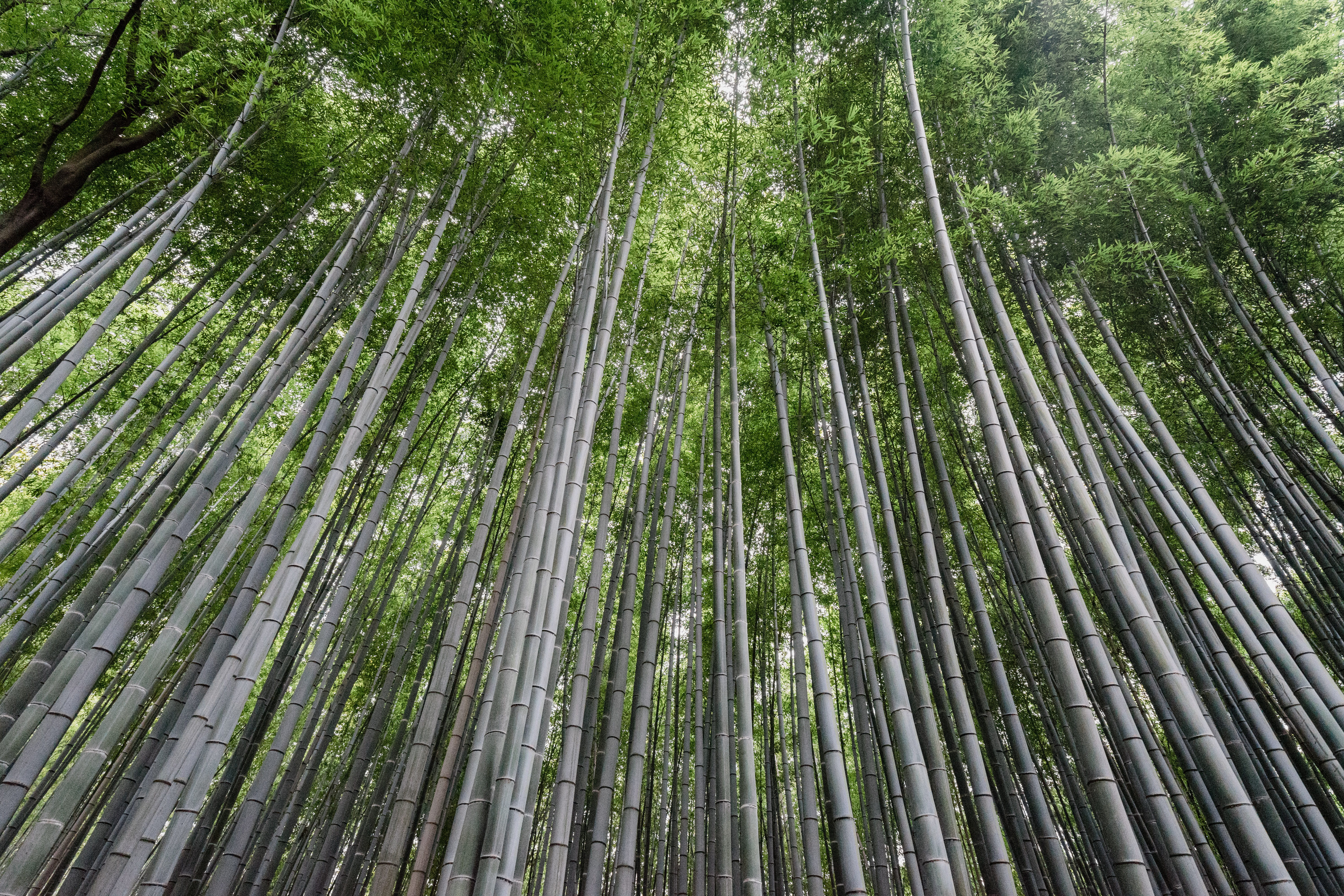 groove, tree, 5K, scenics - nature, green, beauty in nature, daytime, full frame, growth, kyoto, tall - high, plant, bamboo grove, low angle view, curve, HD Wallpaper